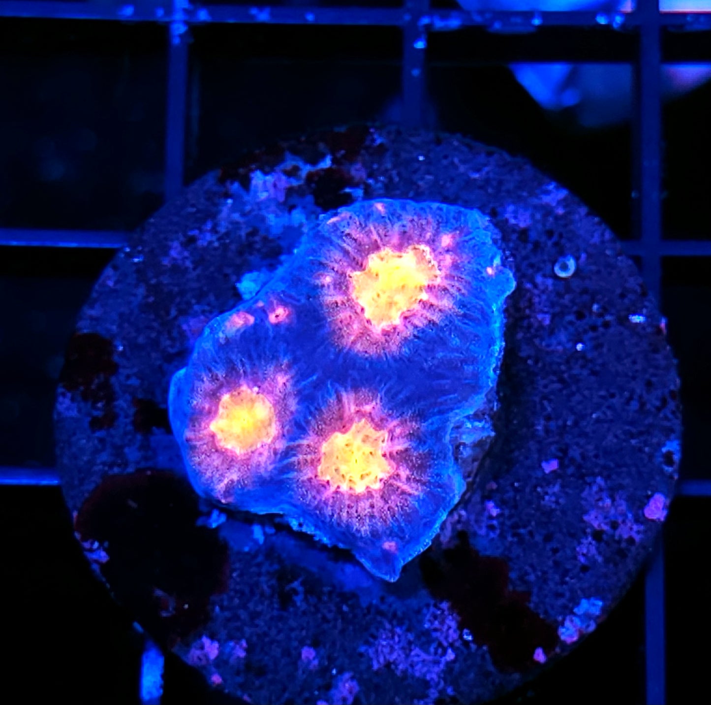 HF Tear Jerker Acan Echinata