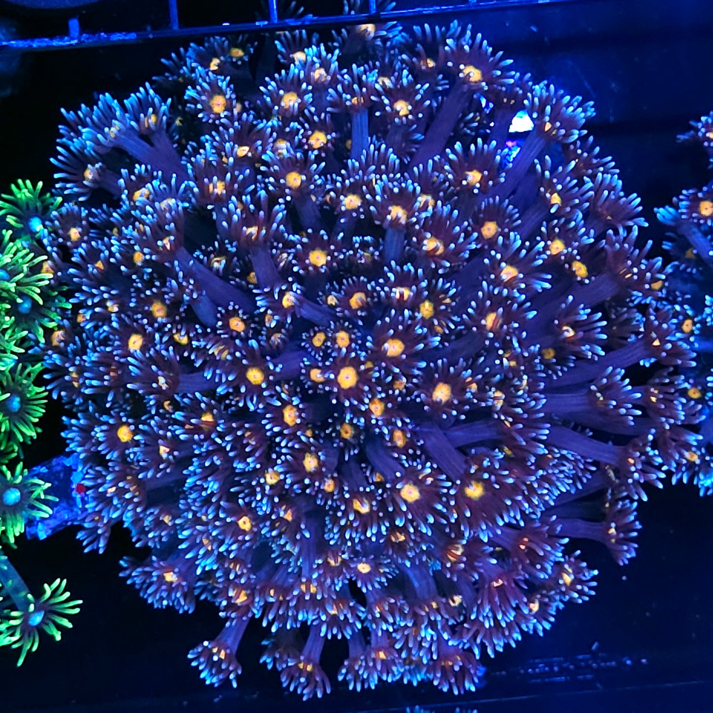 XL Walking Dead Goniopora Colony