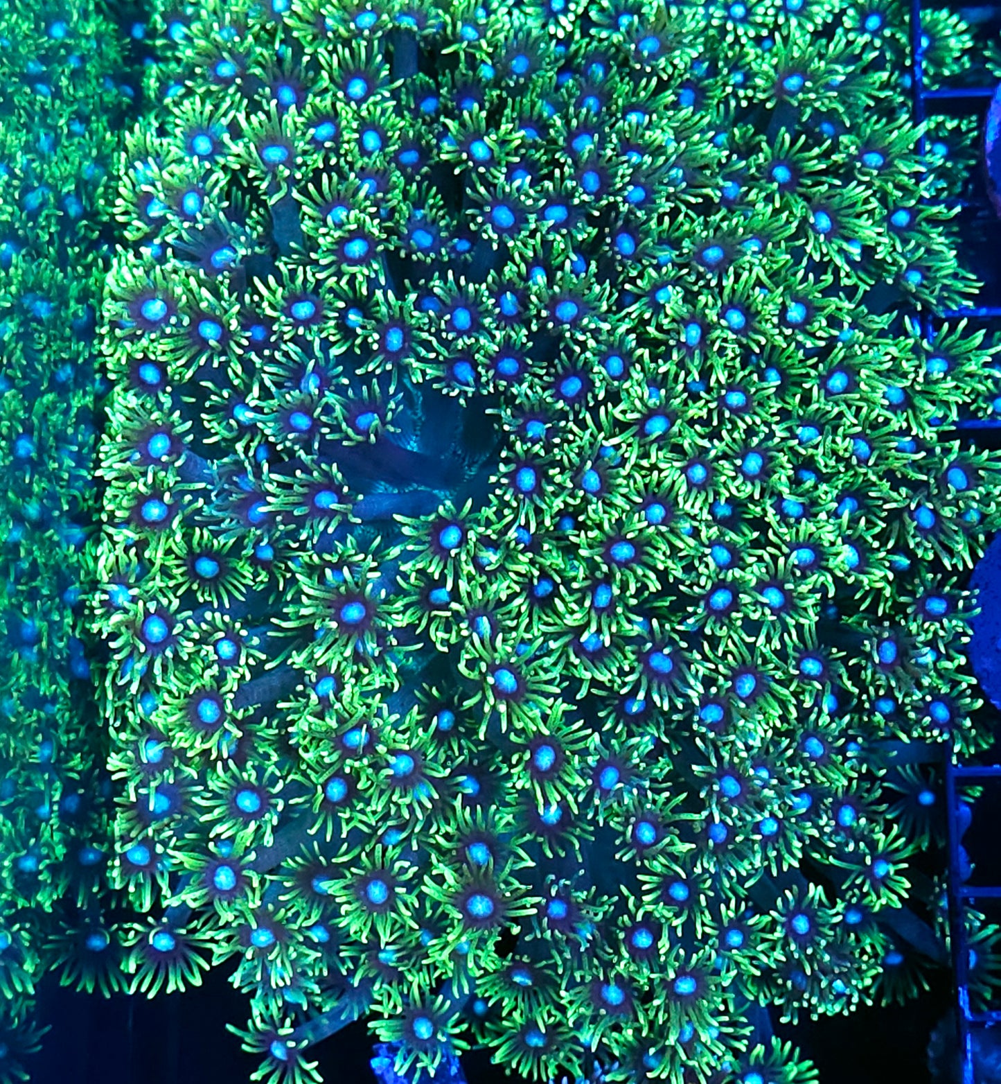 XXL Centerpiece Goniopora Colony