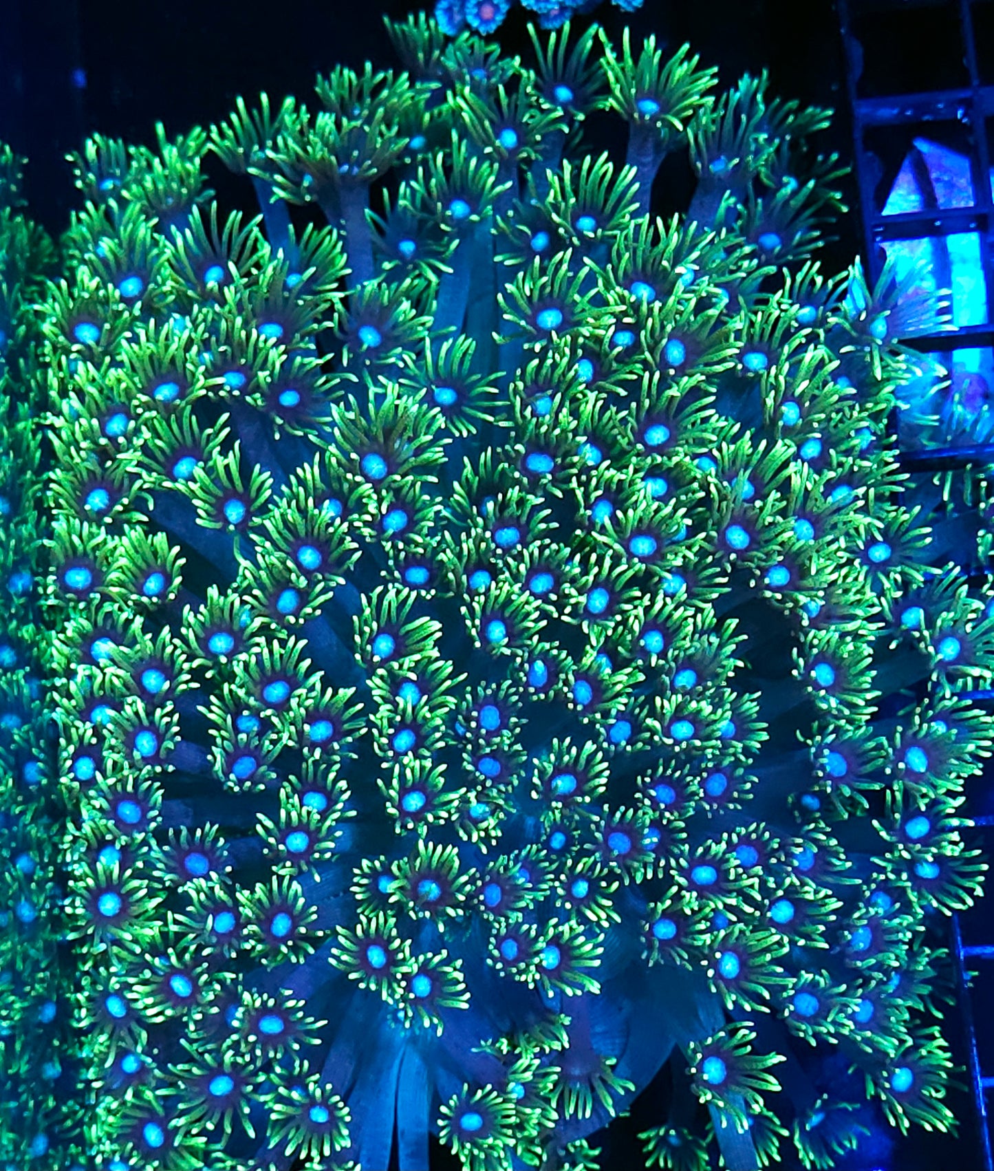 Centerpiece Goniopora Colony