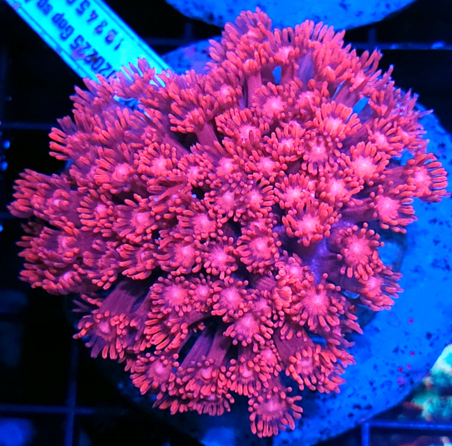 Hot Pink Goniopora Colony