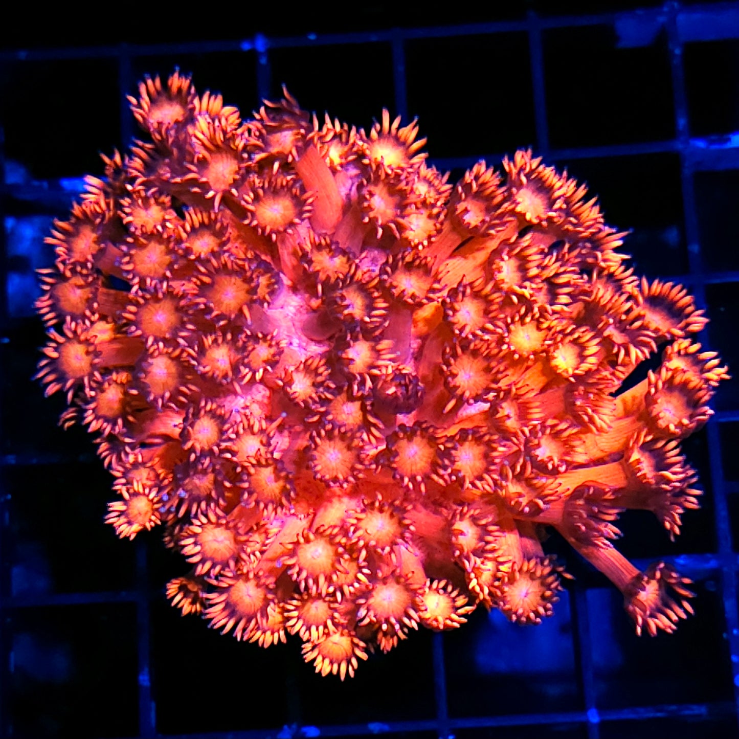 Fireball Goniopora Colony