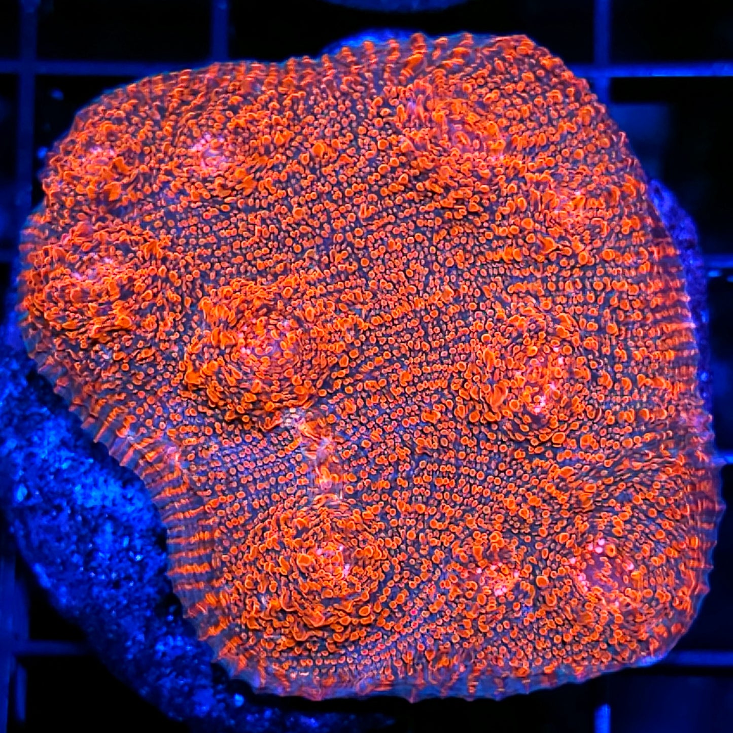 4" Hellraiser Chalice Colony