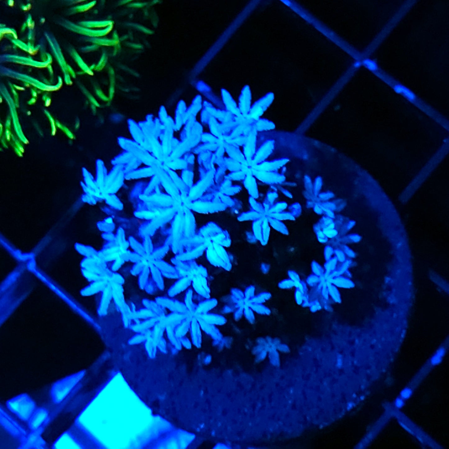 Snowflake Pipe Organ