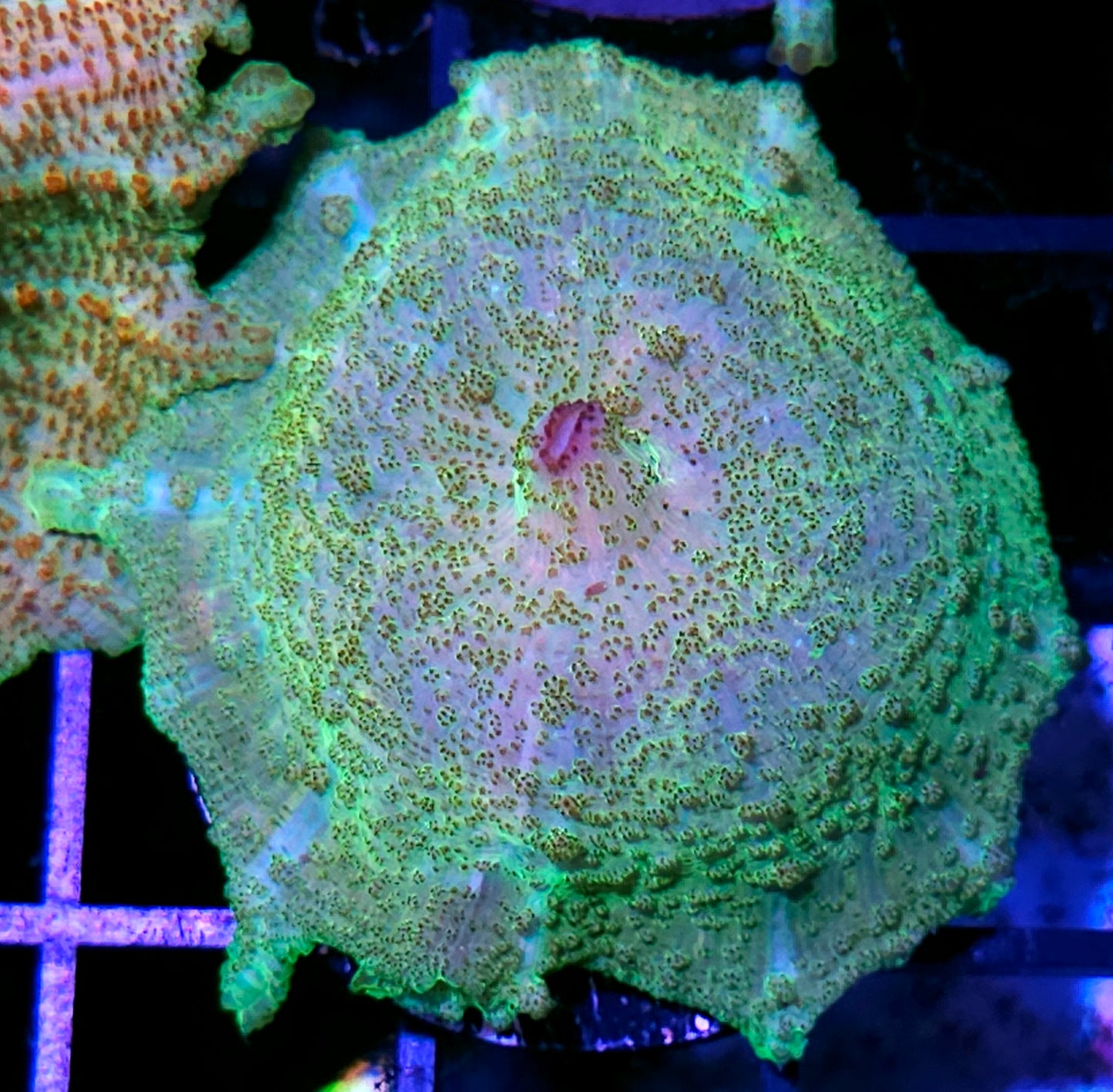 Yellow Glaze Neglecta Umbrella Mushroom