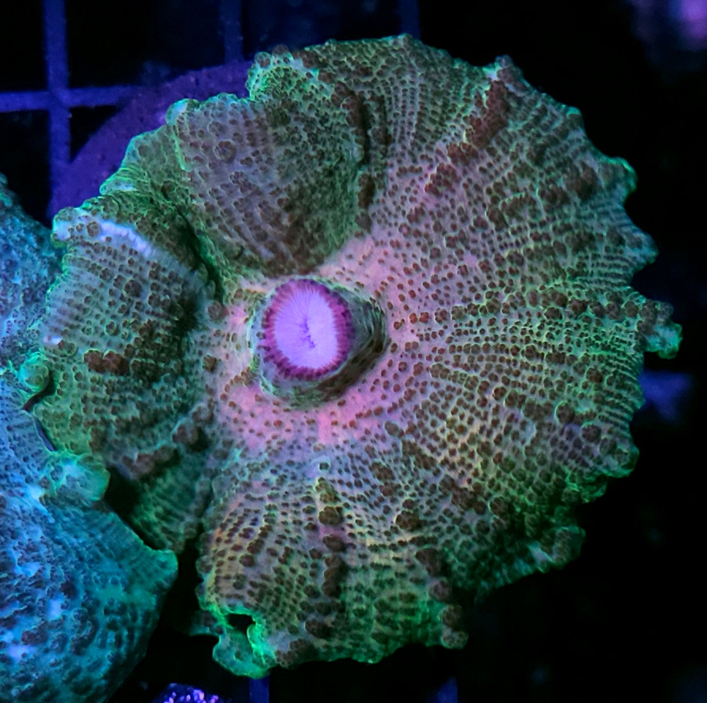Rainbow Mist Neglecta Umbrella Mushroom