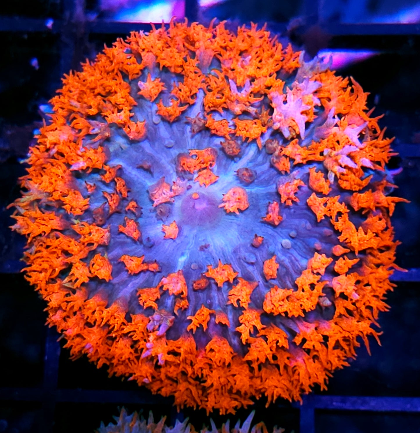 Wowzers St Thomas Mushroom