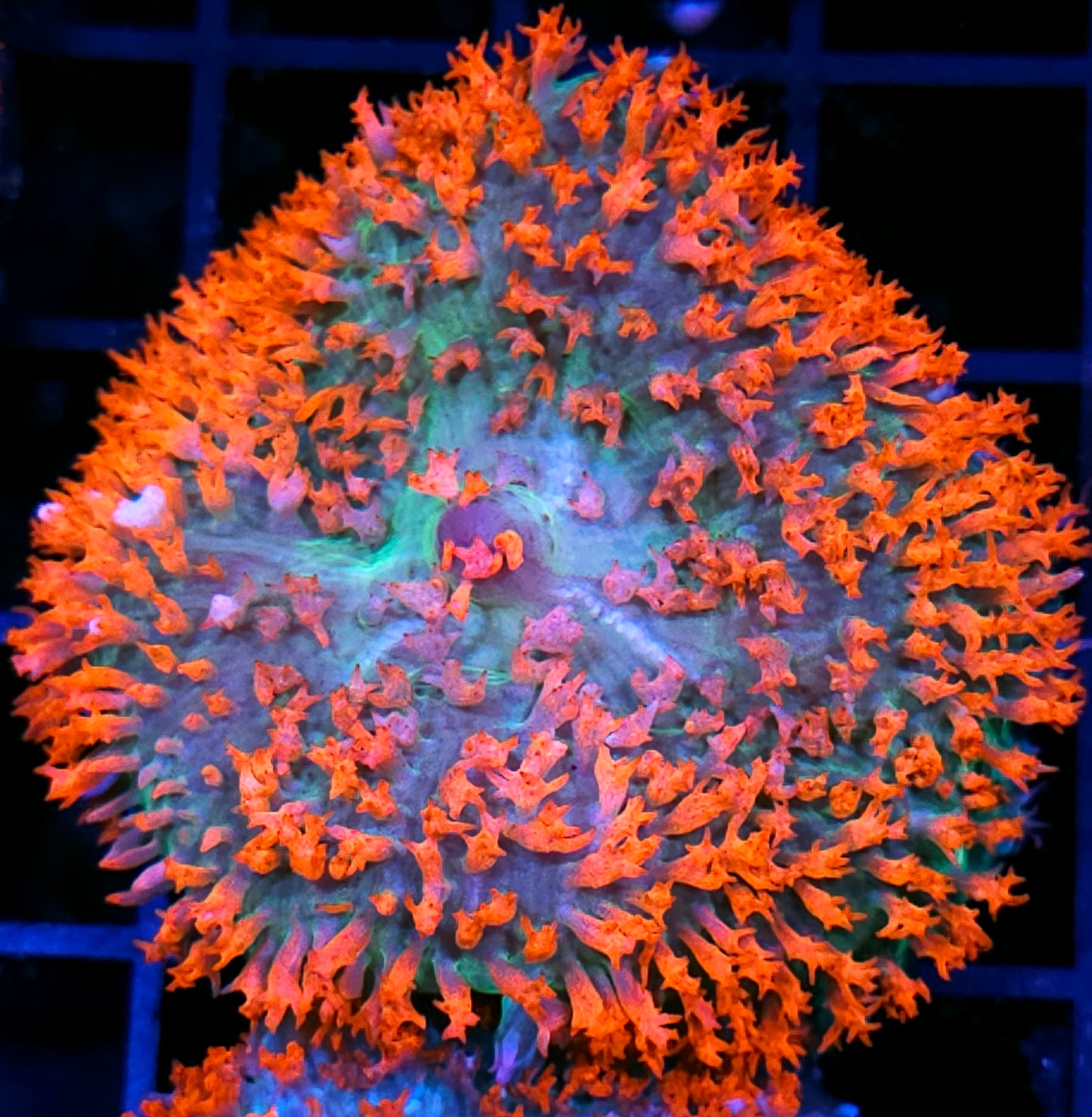 Pink Aura St Thomas Mushroom