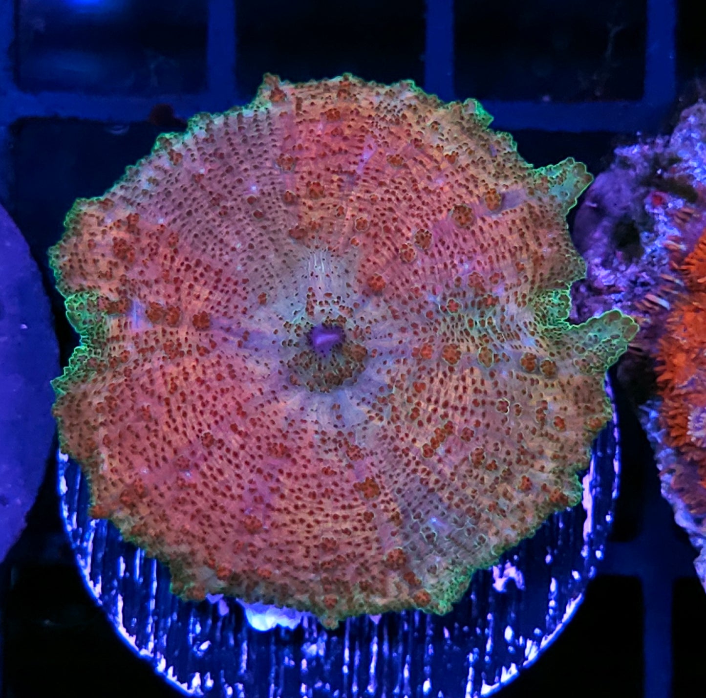 Rainbow Haze Neglecta Umbrella Mushroom