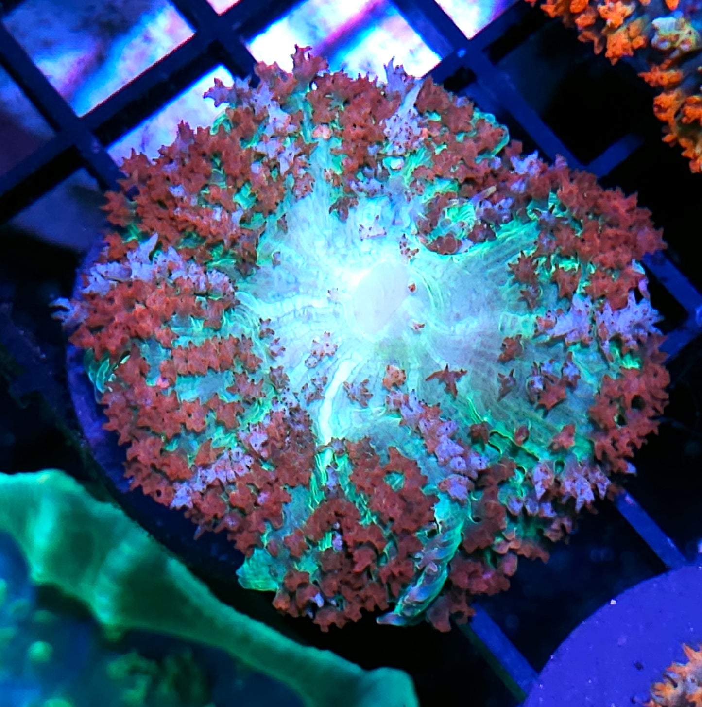Jingle Bells St Thomas Mushroom