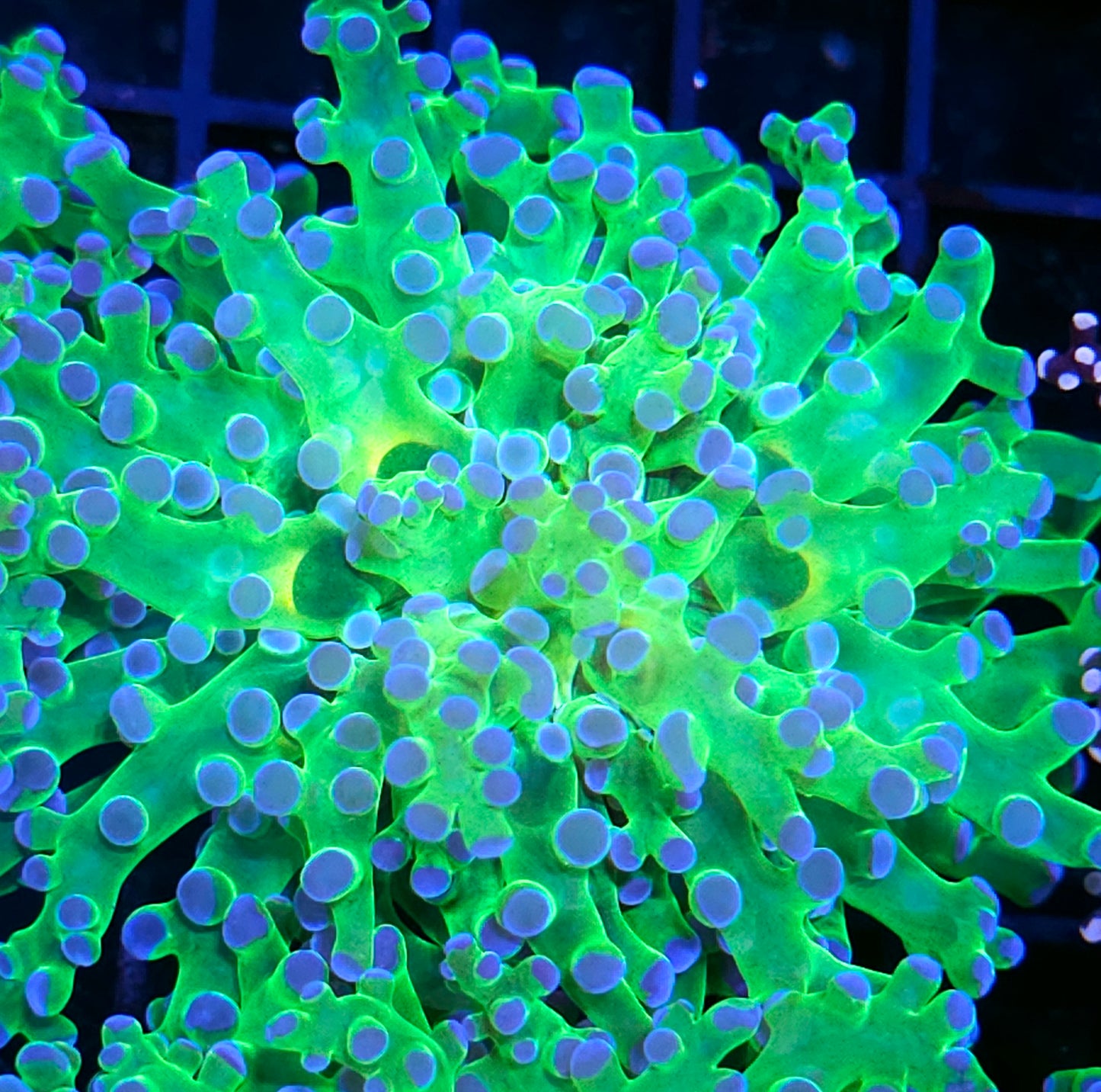 Purple Tip Frogspawn