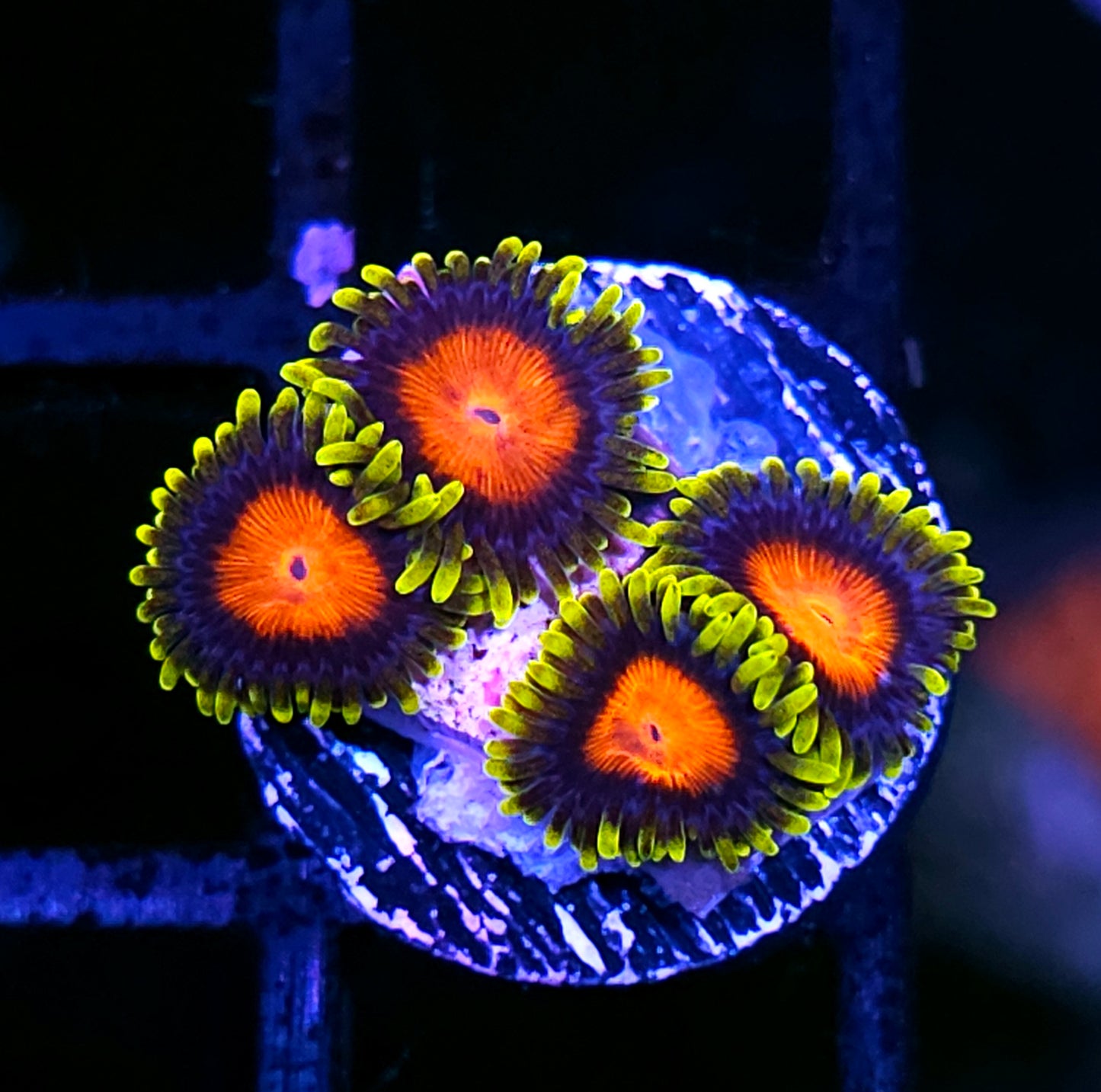 HF Van Helsing Zoas