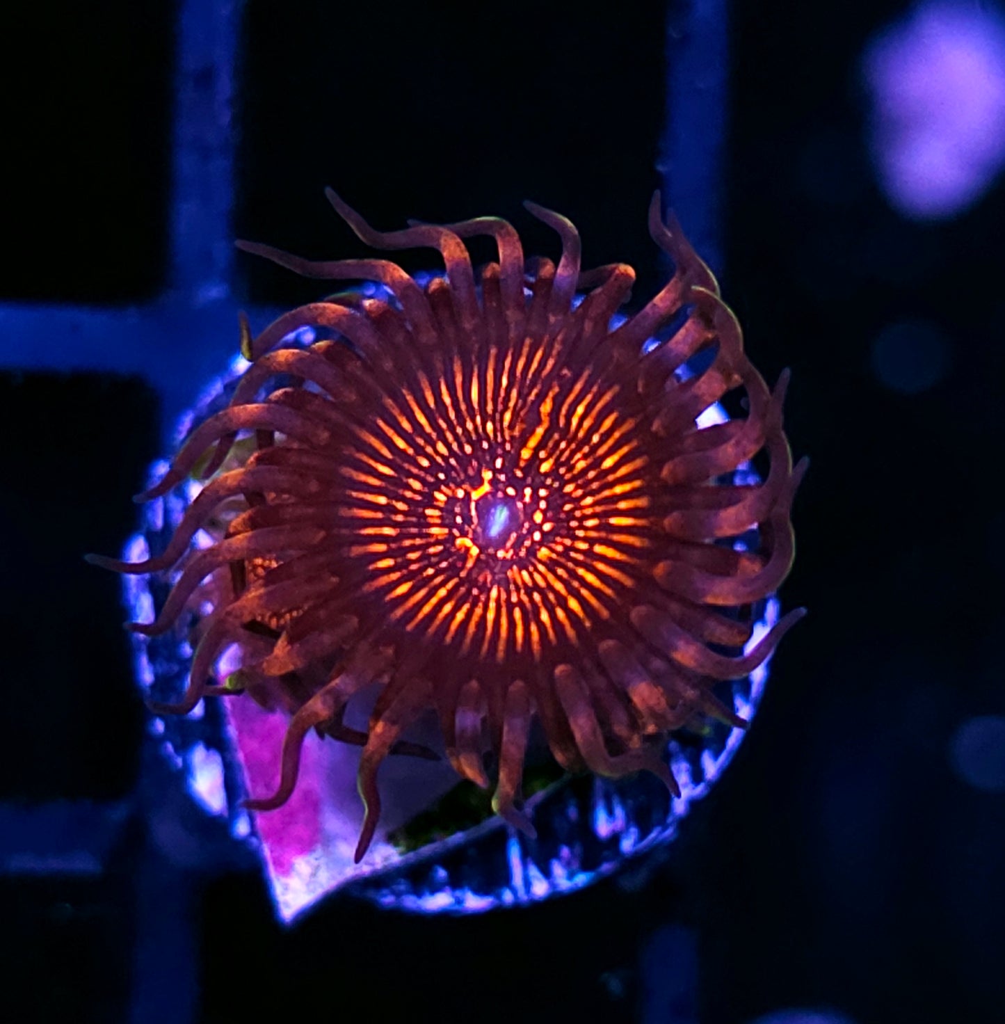 HF Nightcrawler Zoas