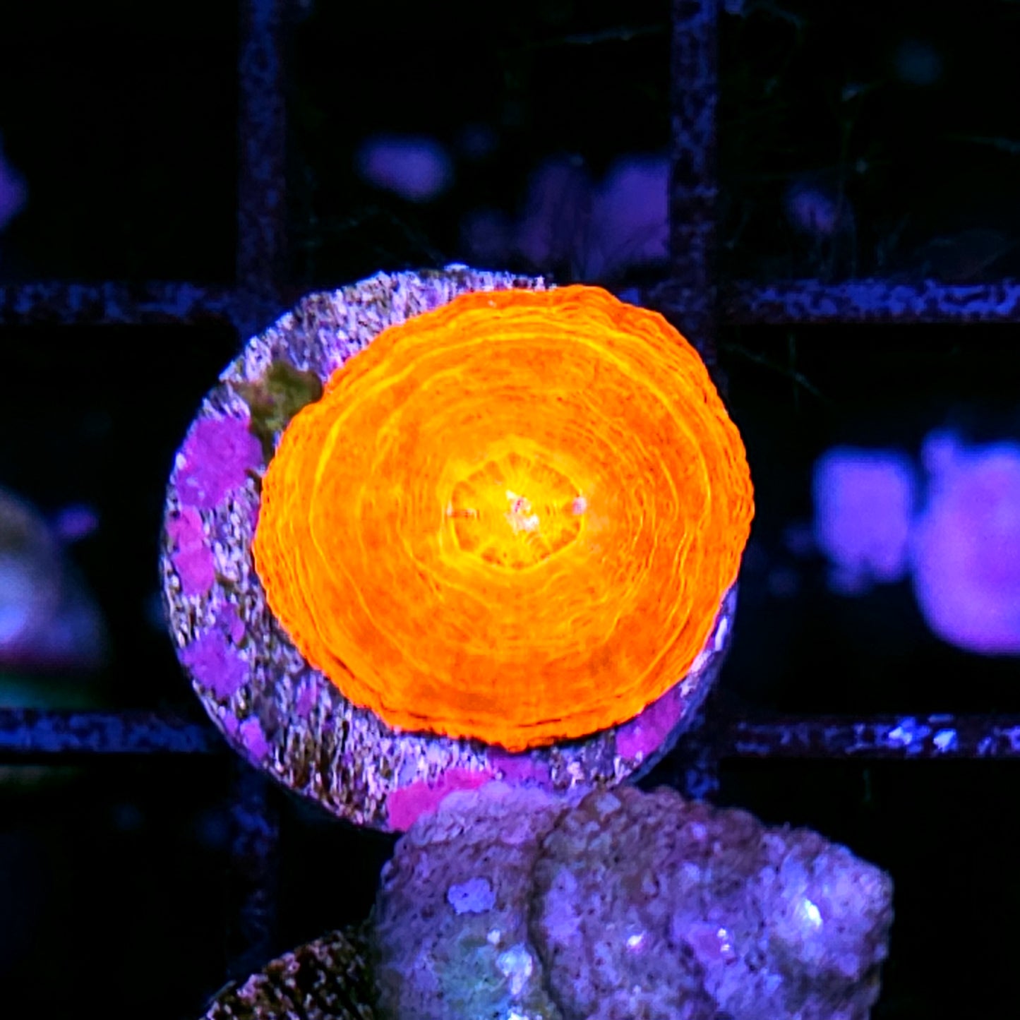 Aquacultured Tank Spawned Epic Scolymia