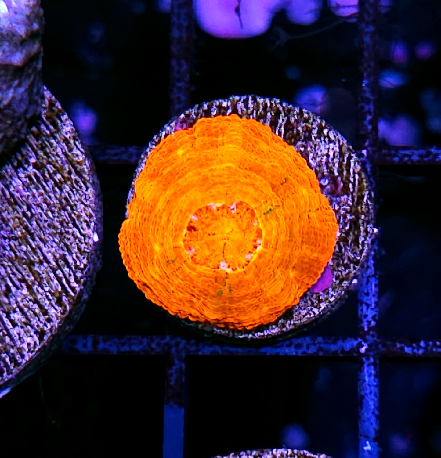 Aquacultured Tank Spawned Insane Scolymia
