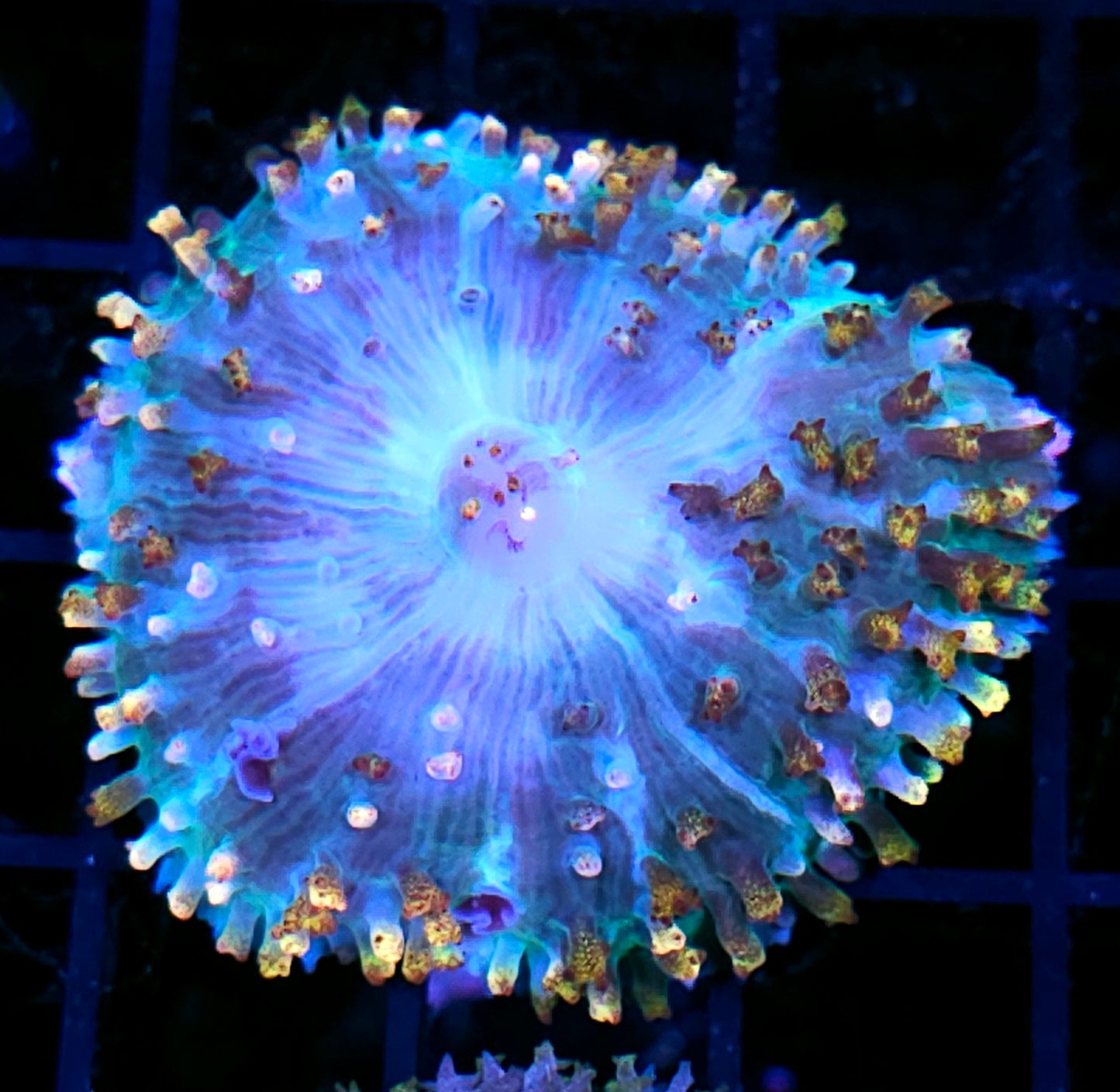 Agartha St Thomas Mushroom