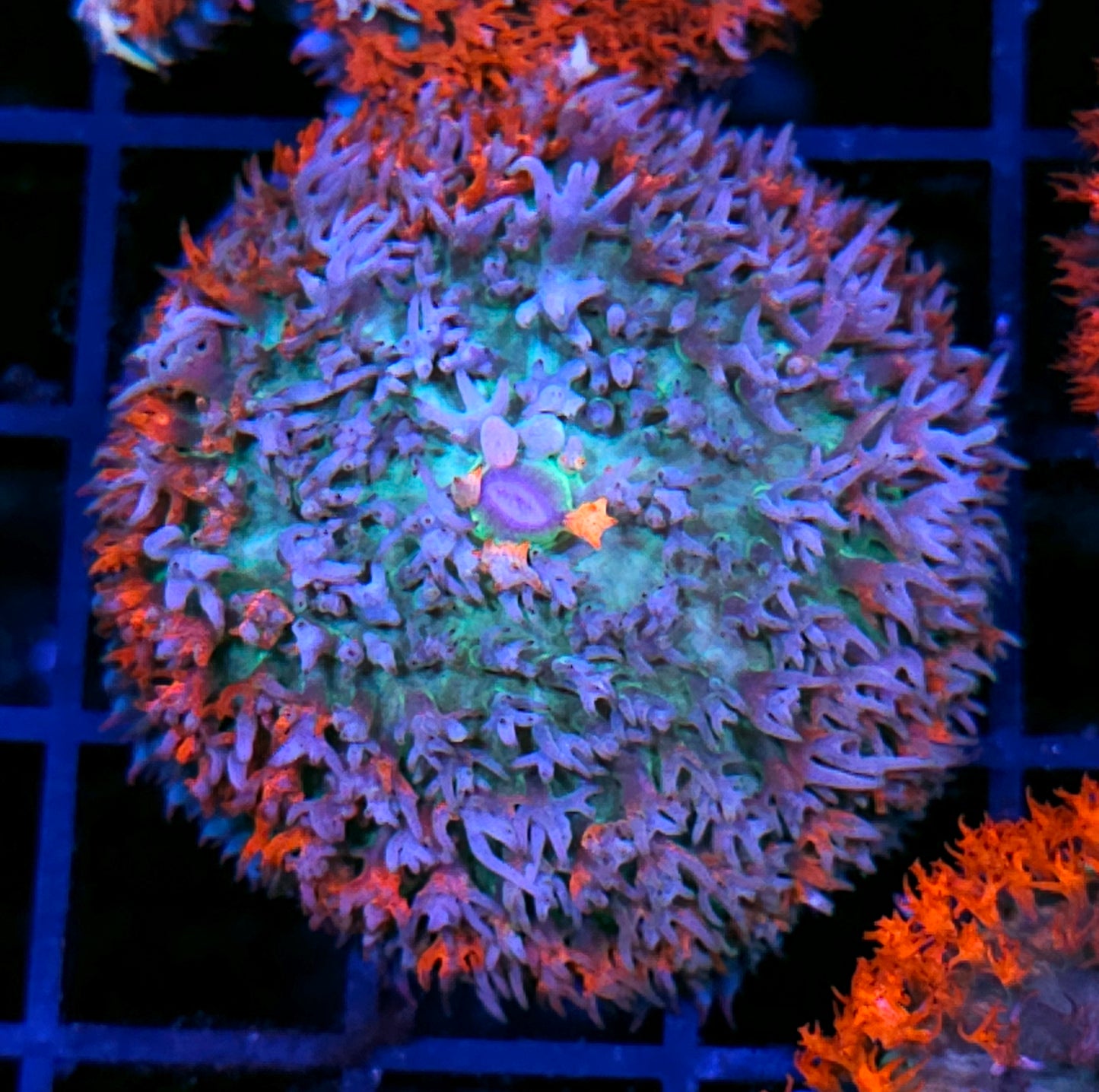 Biodome St Thomas Mushroom 🤯