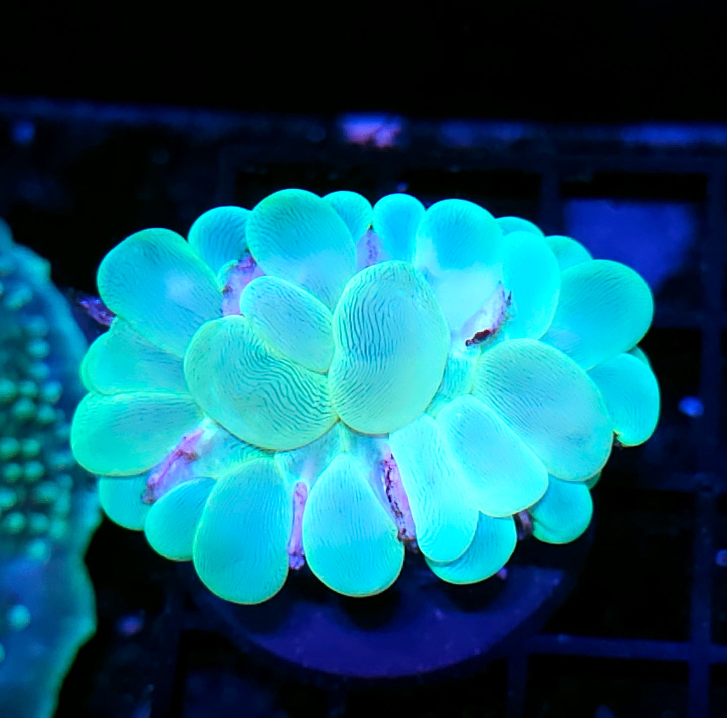 Toxic Green Bubble Coral