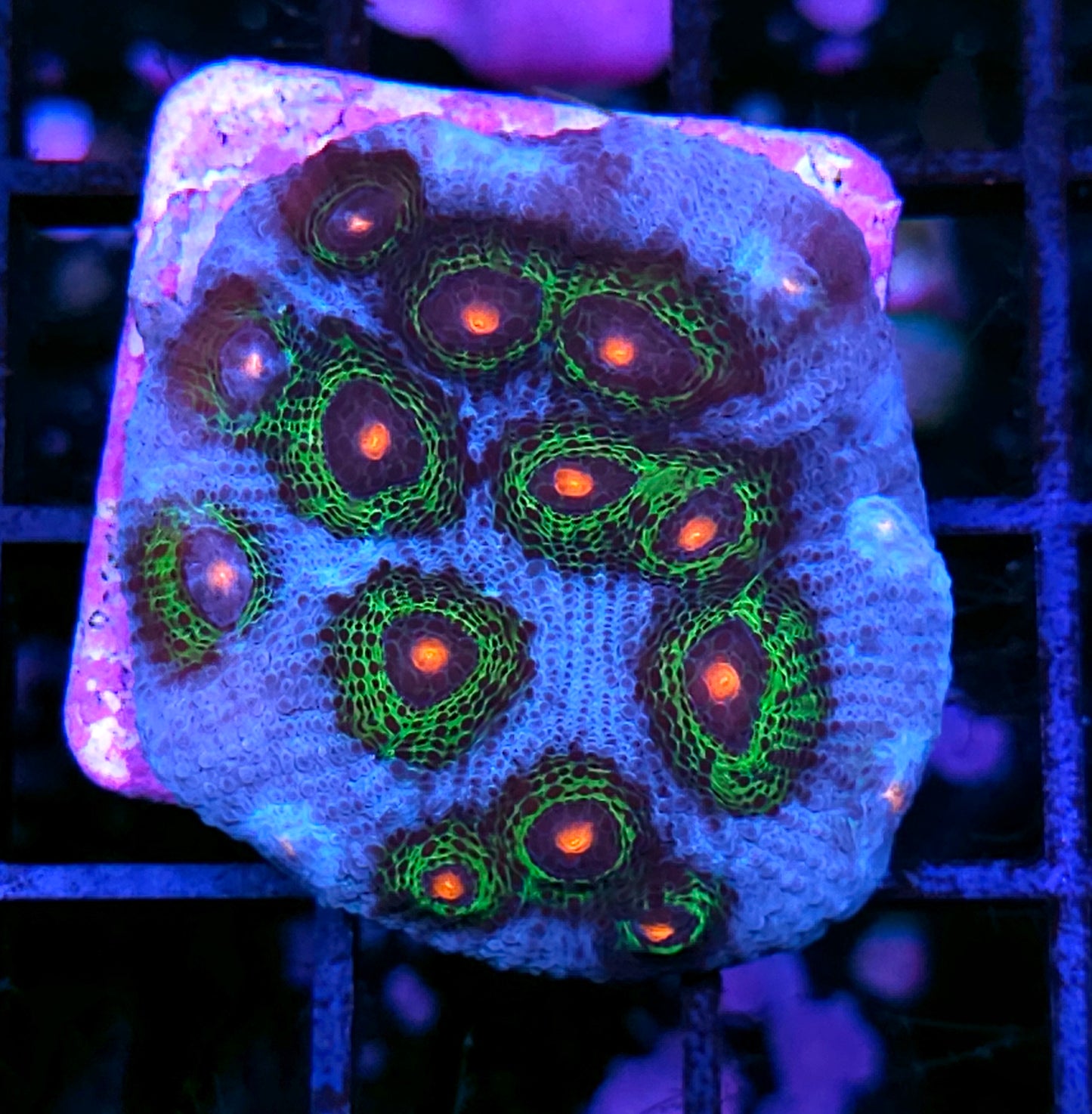 DR Avatar Chalice Colony