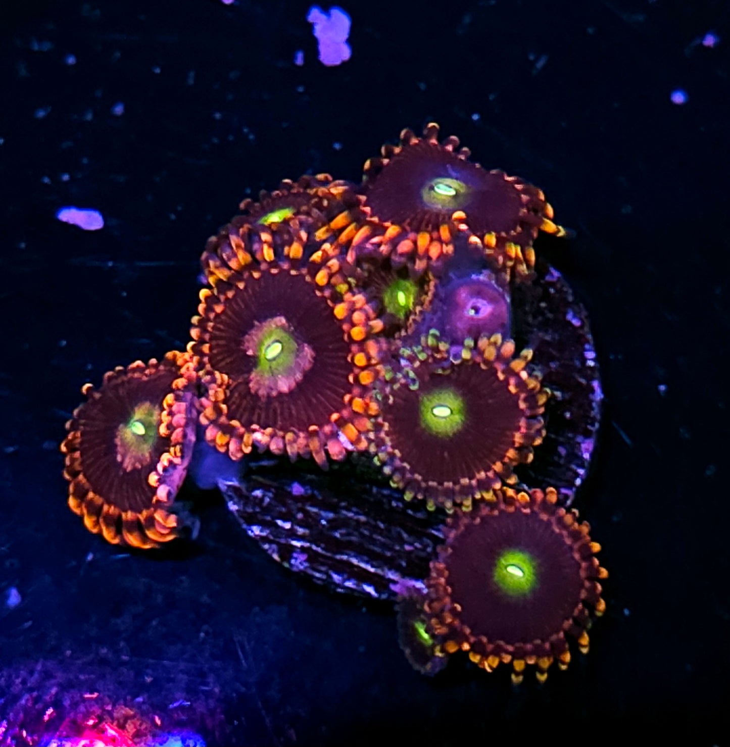 HF Bozos Birthday Zoas