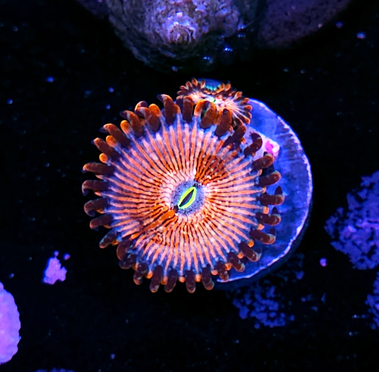 HF Seduction Zoas