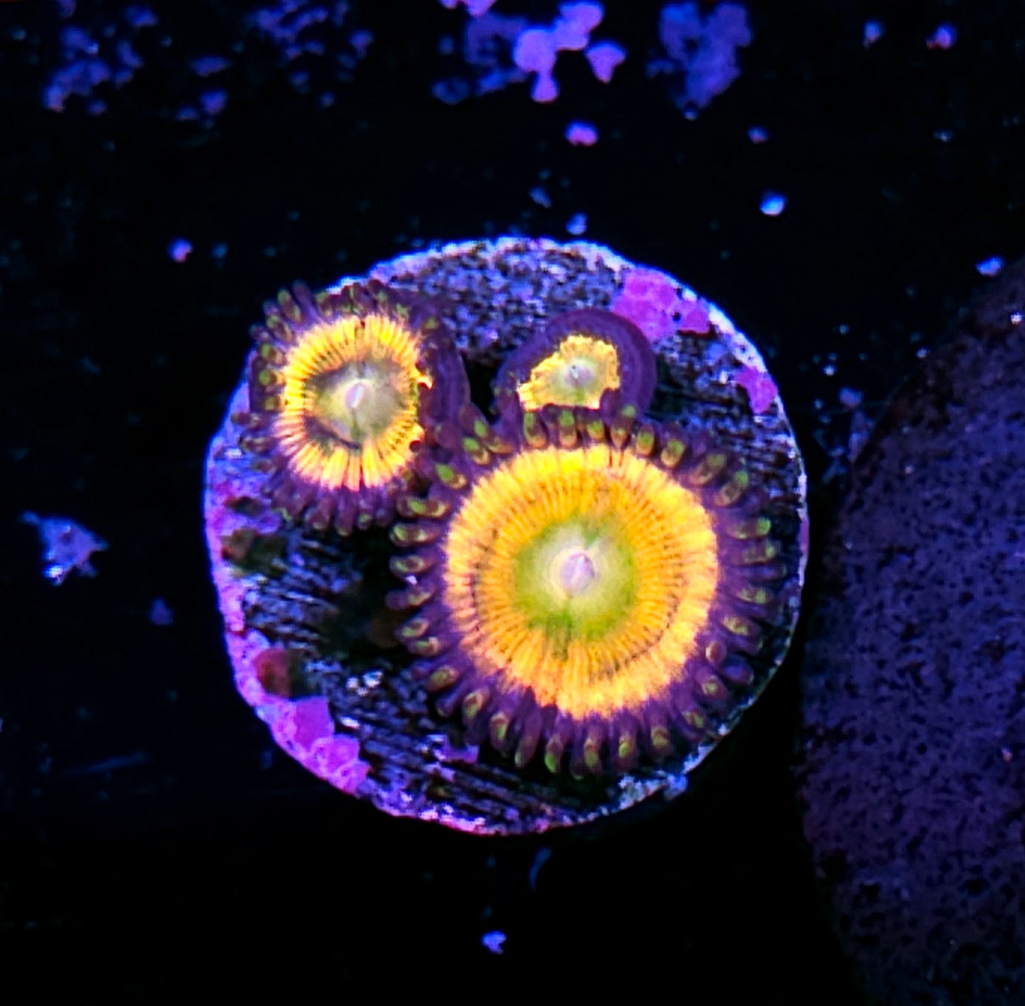 HF Funny D Zoas