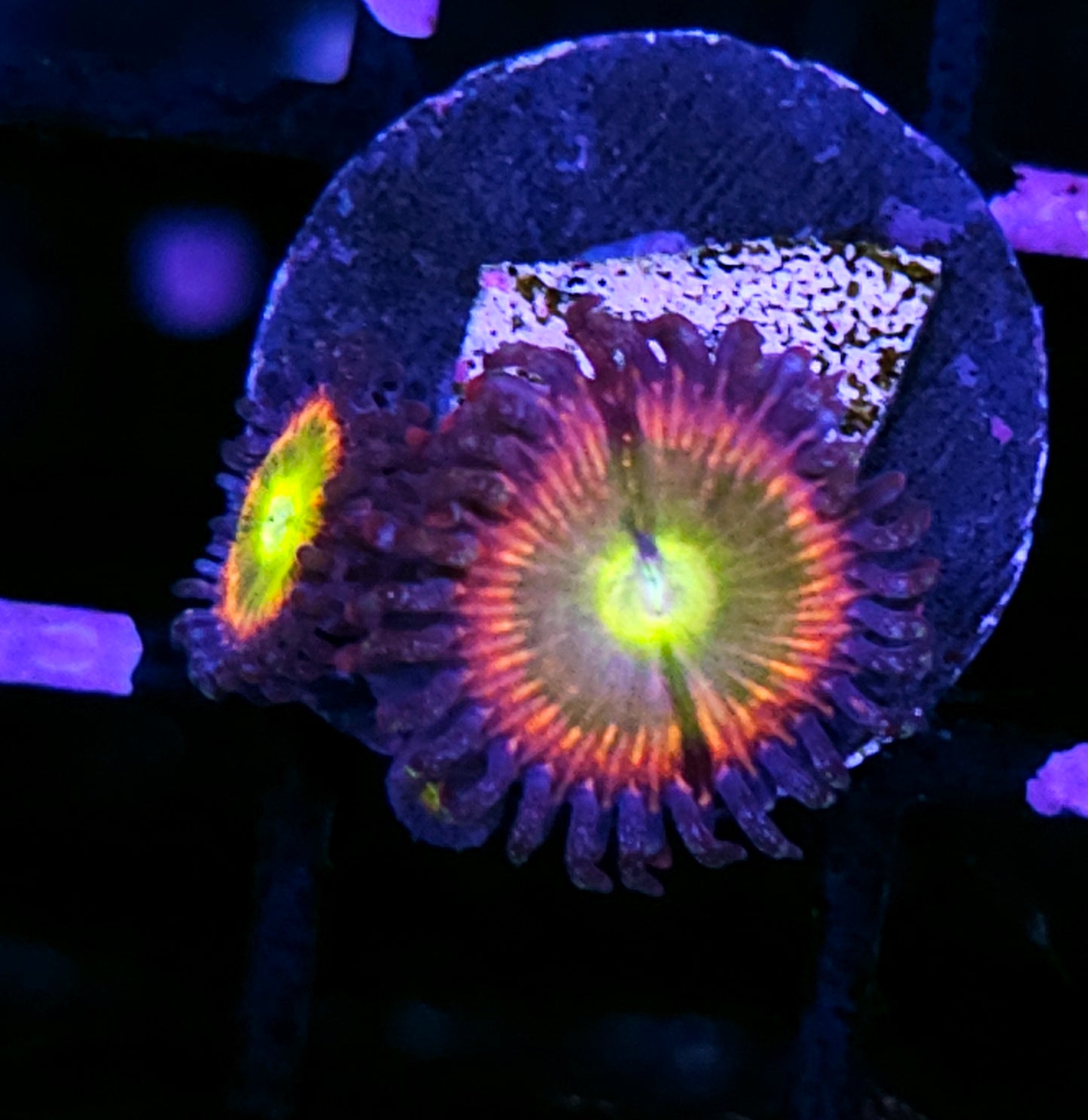 HF Rainbow Kaleidoscope Zoas