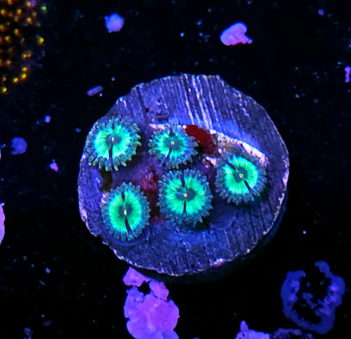 TG Mean Green Zoas