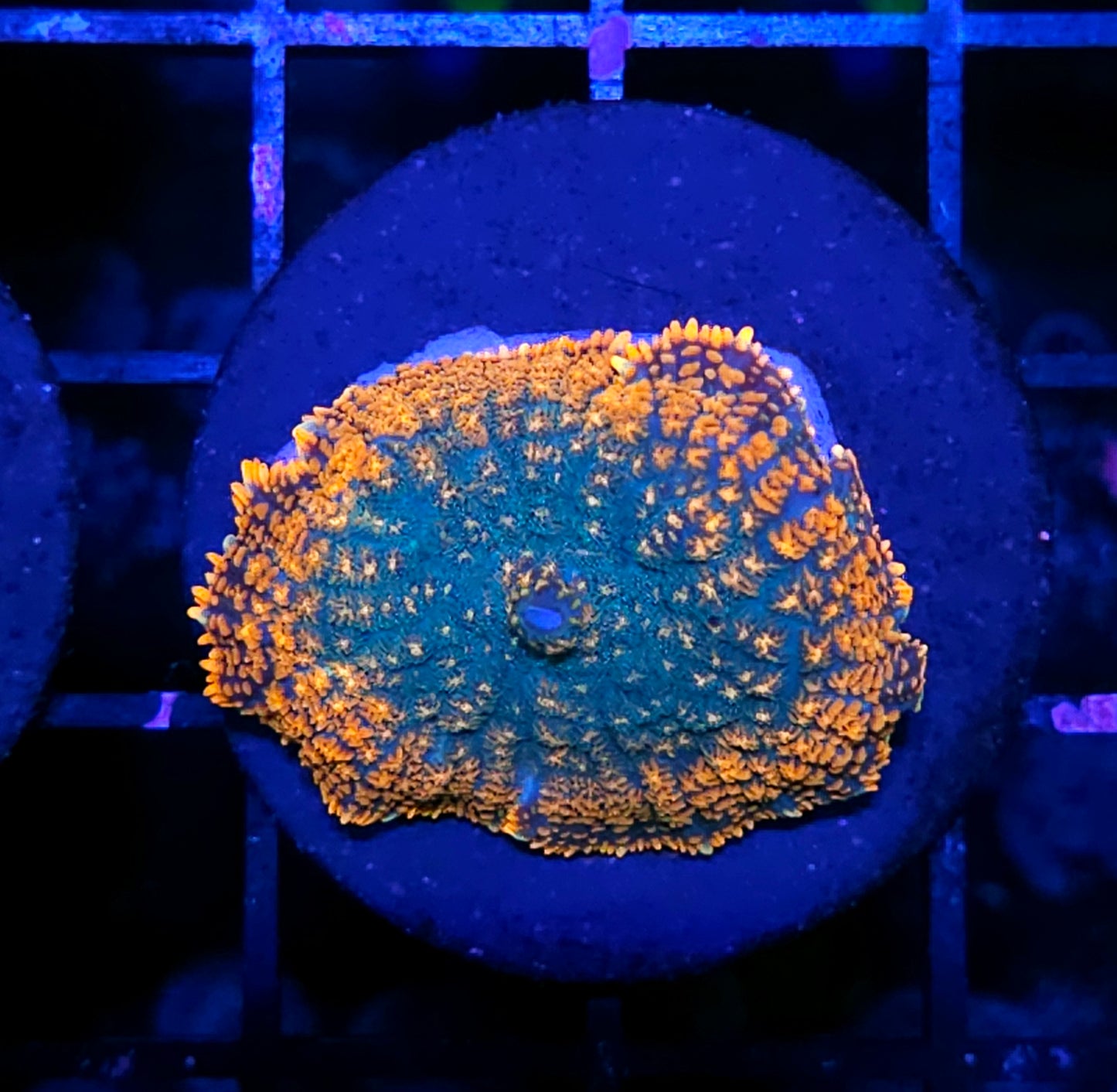 Demon Breath Mushroom