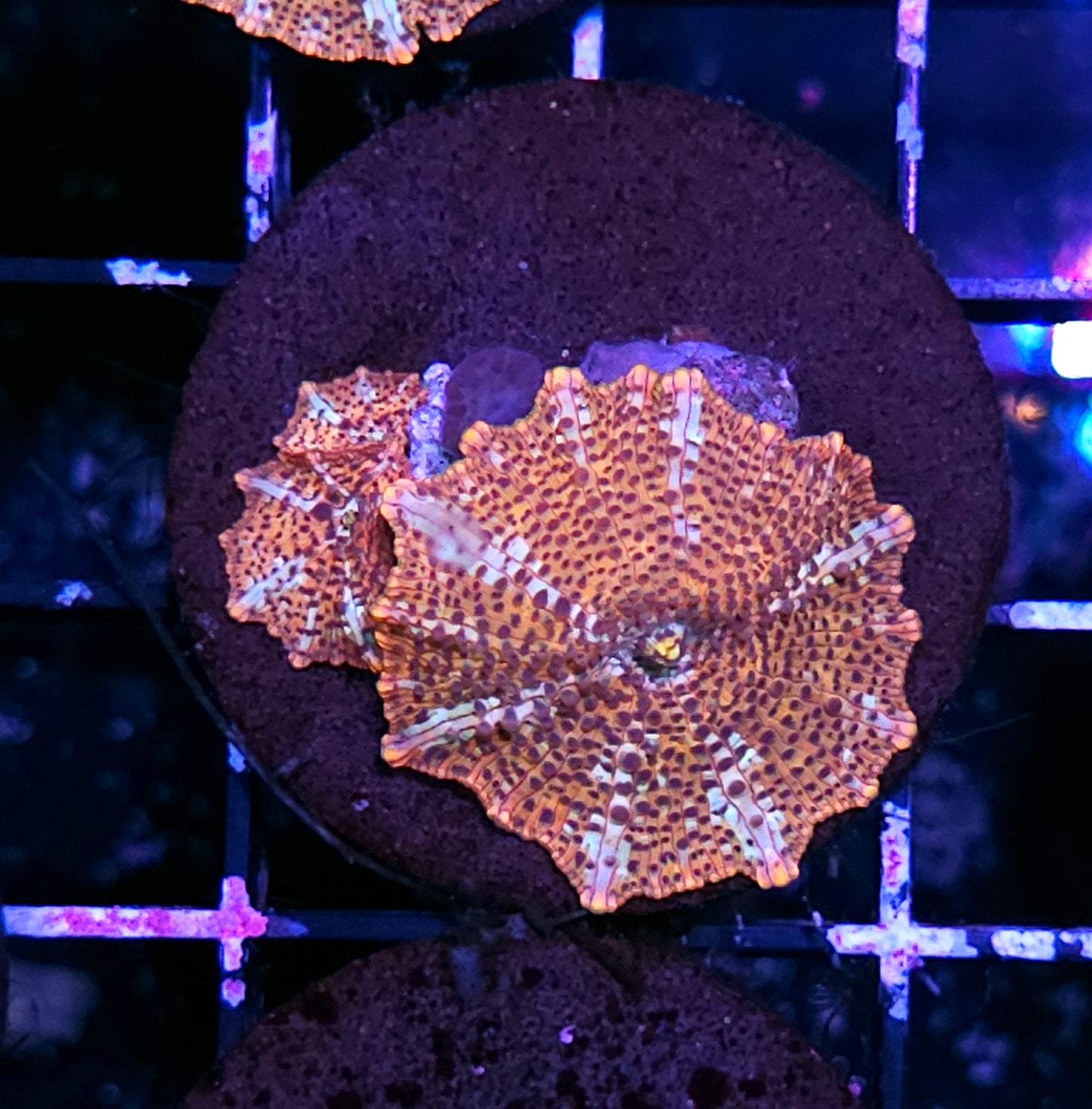 Cheetah Mushrooms
