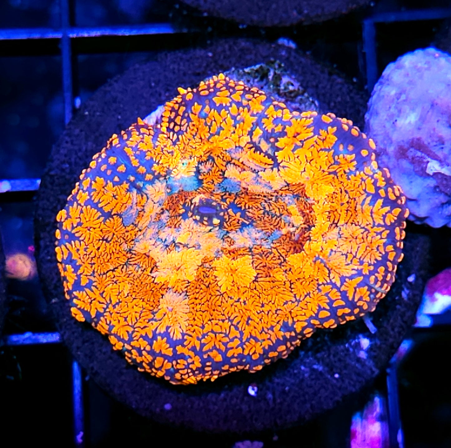 HF Pyro Patchwork Mushroom