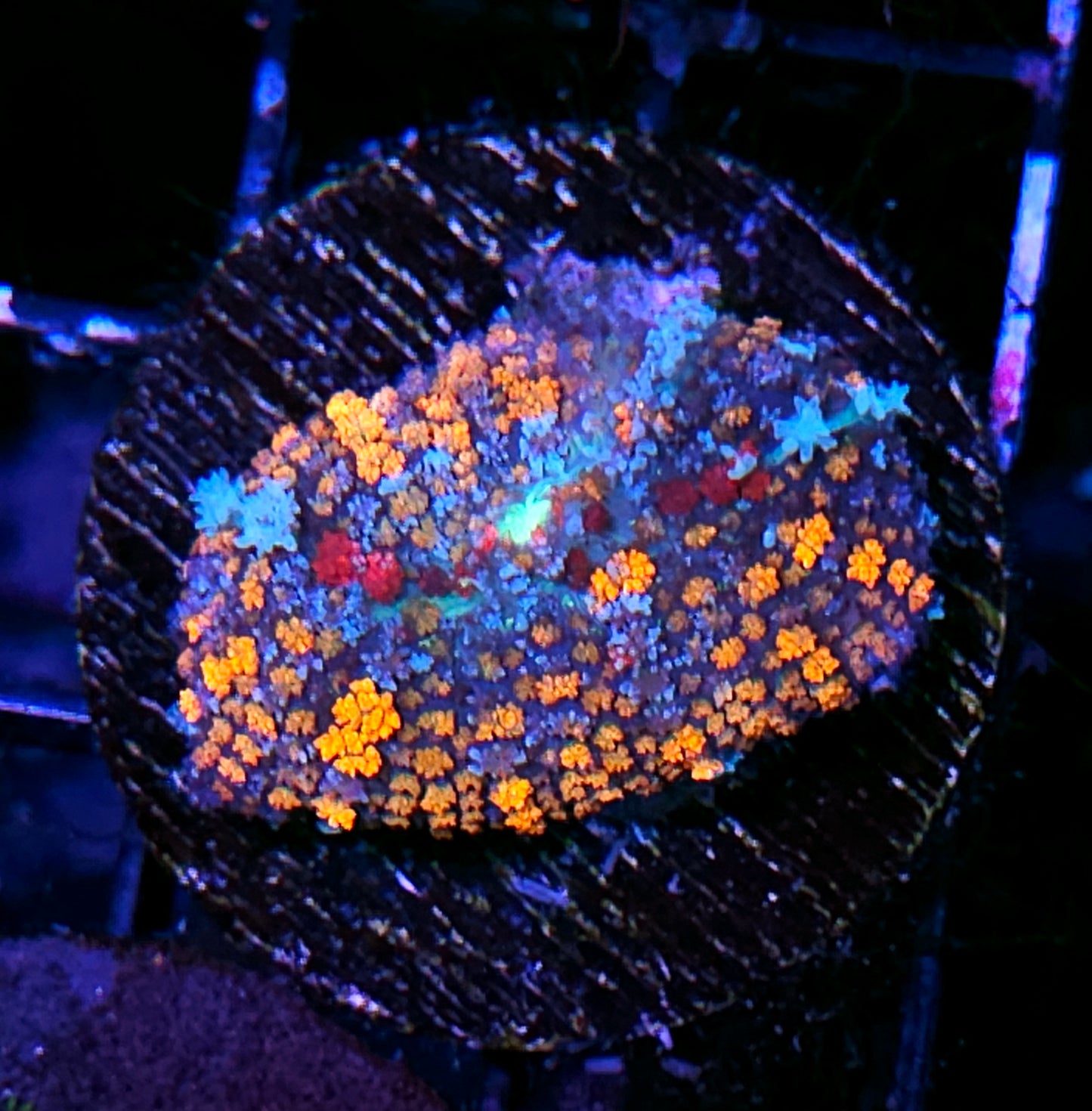 RARE Blood Trails Fireworks Pom Pom Mushroom RARE