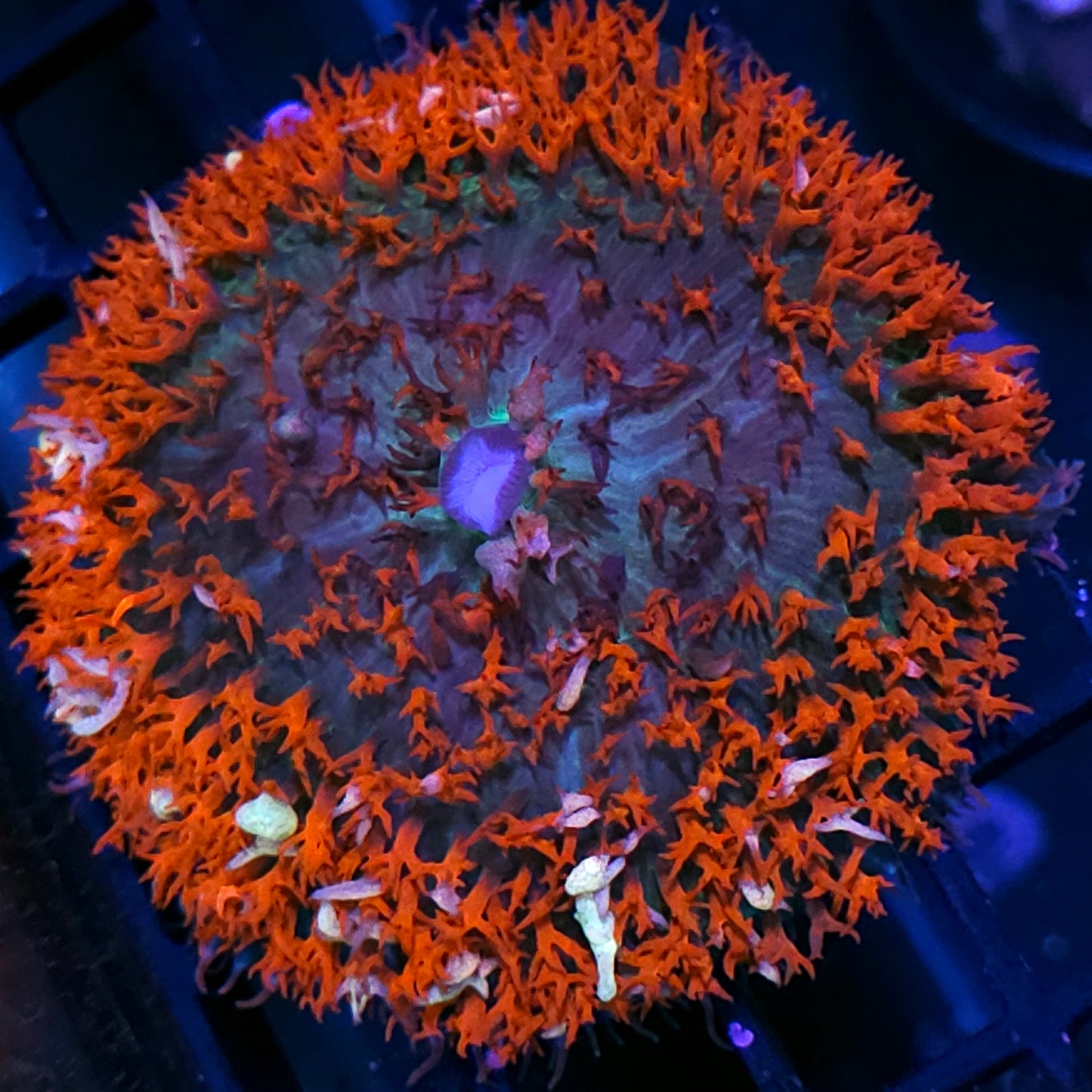 Epic St Thomas Mushroom