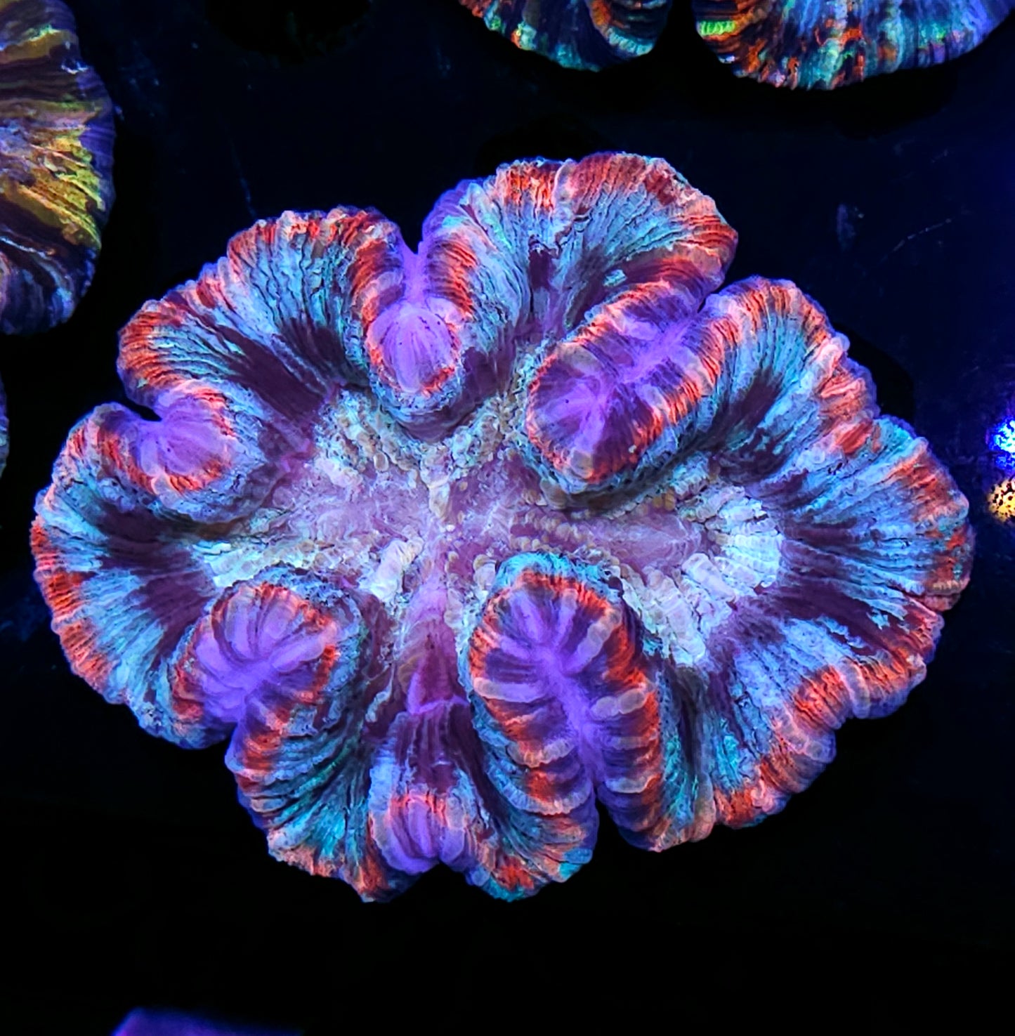 Premium Rainbow π Wellsophyllia