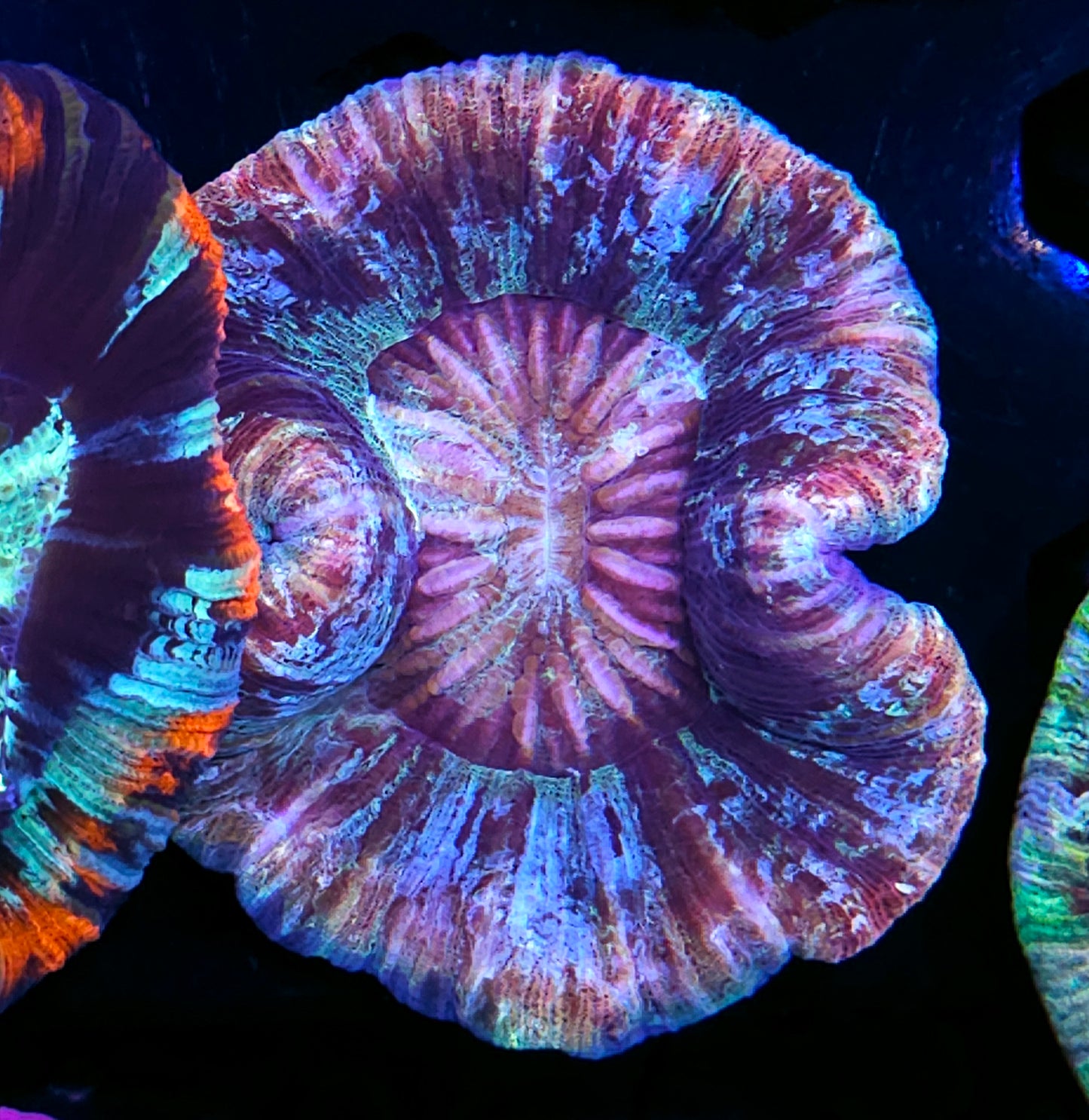 Premium Rainbow ๐ Wellsophyllia