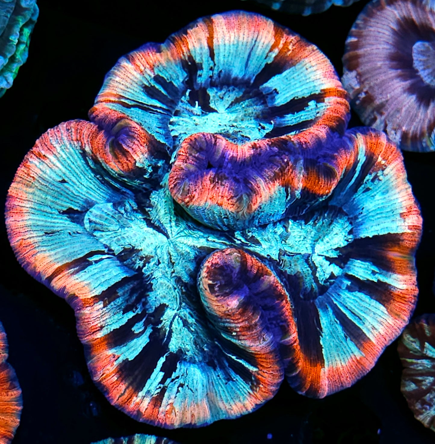 Premium Rainbow π Wellsophyllia