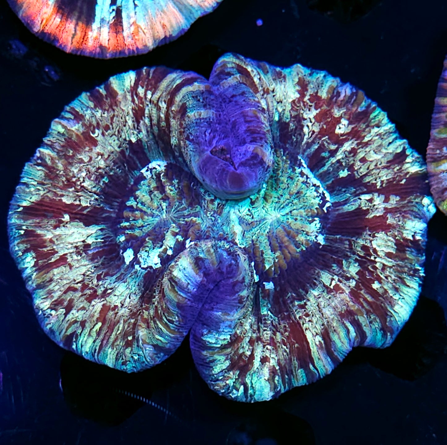 Premium Rainbow π Wellsophyllia