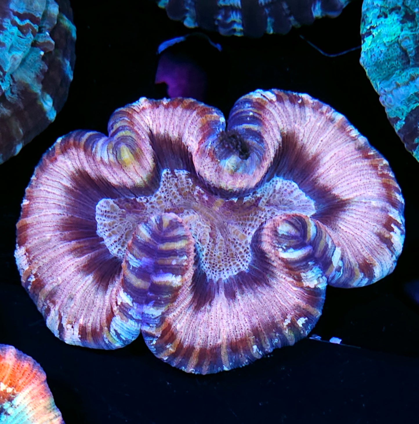 Premium Rainbow π Wellsophyllia