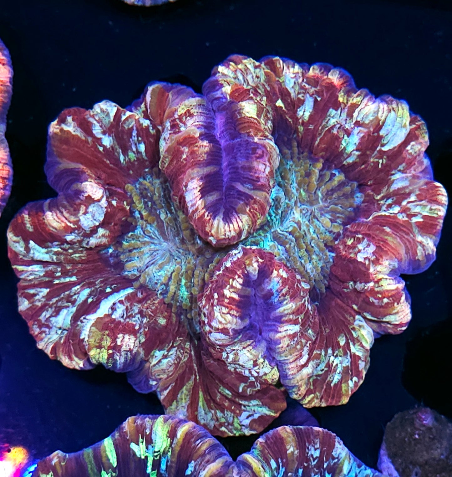 Premium Rainbow π Wellsophyllia