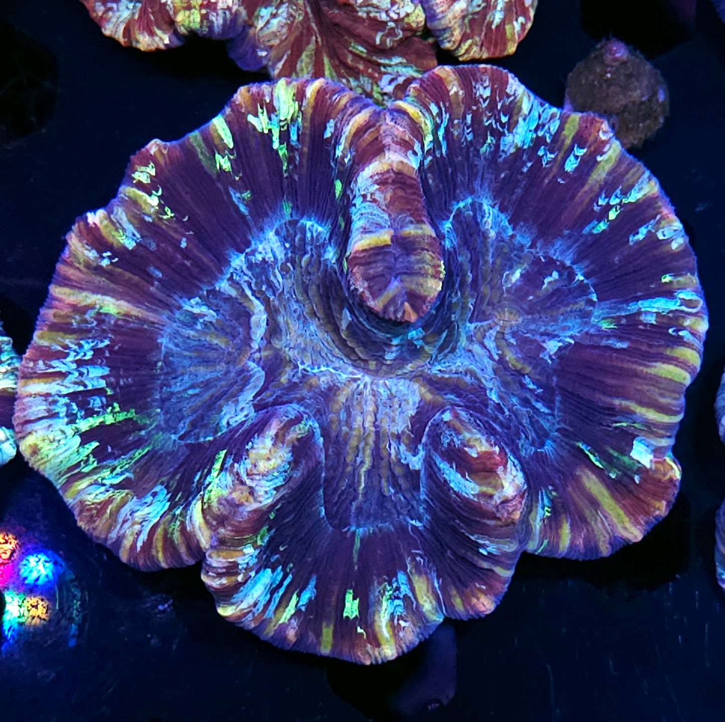 Premium Rainbow ๐ Wellsophyllia