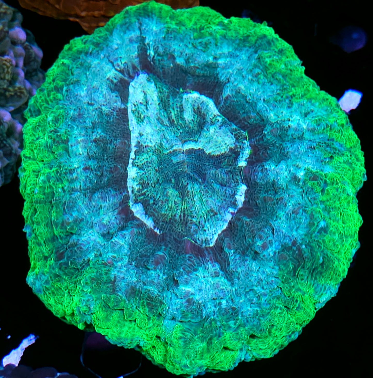 Poltergeist Acanthophyllia