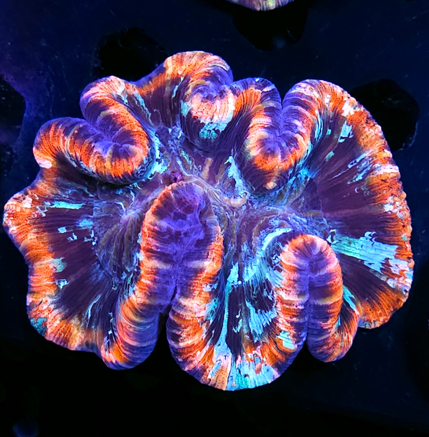 Premium Rainbow π Wellsophyllia
