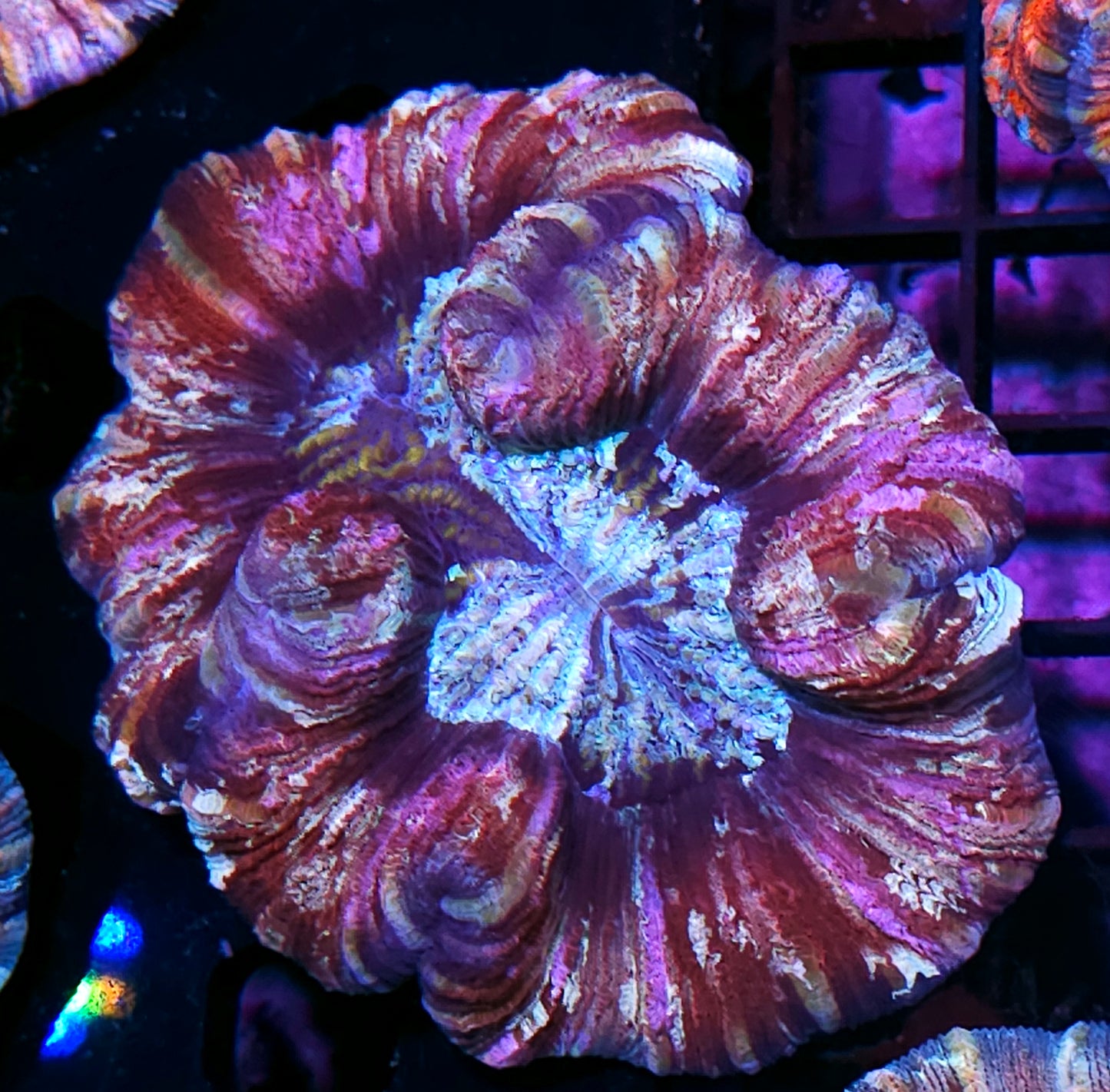 Premium Rainbow π Wellsophyllia