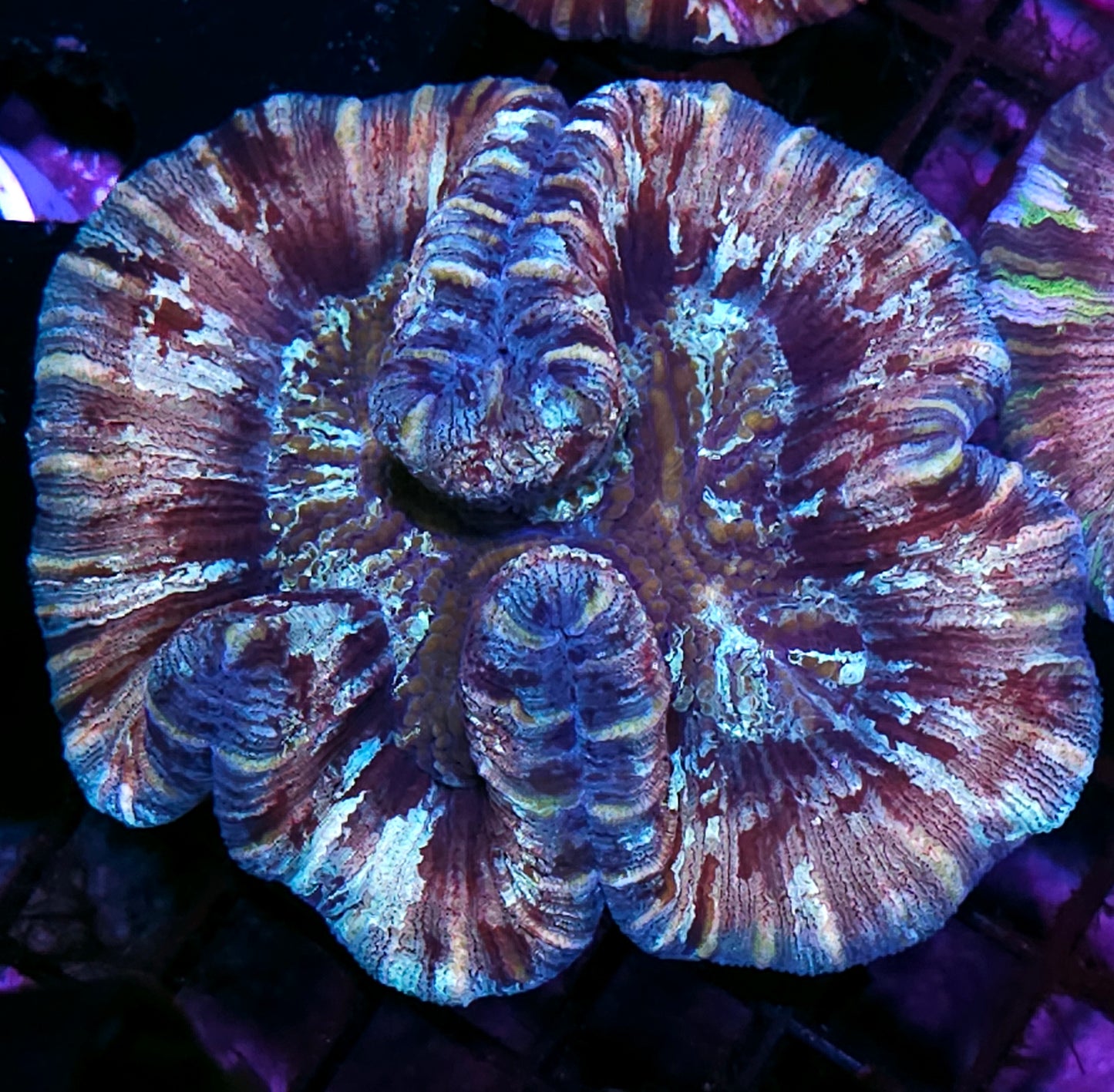 Premium Rainbow π Wellsophyllia