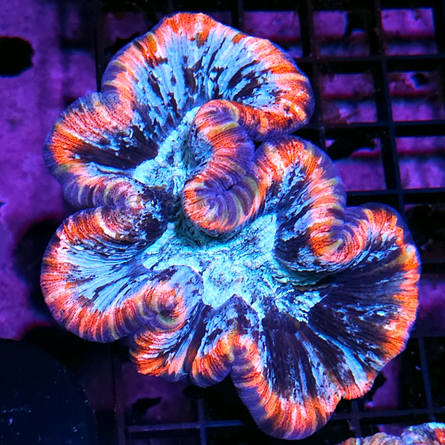 Premium Rainbow π Wellsophyllia