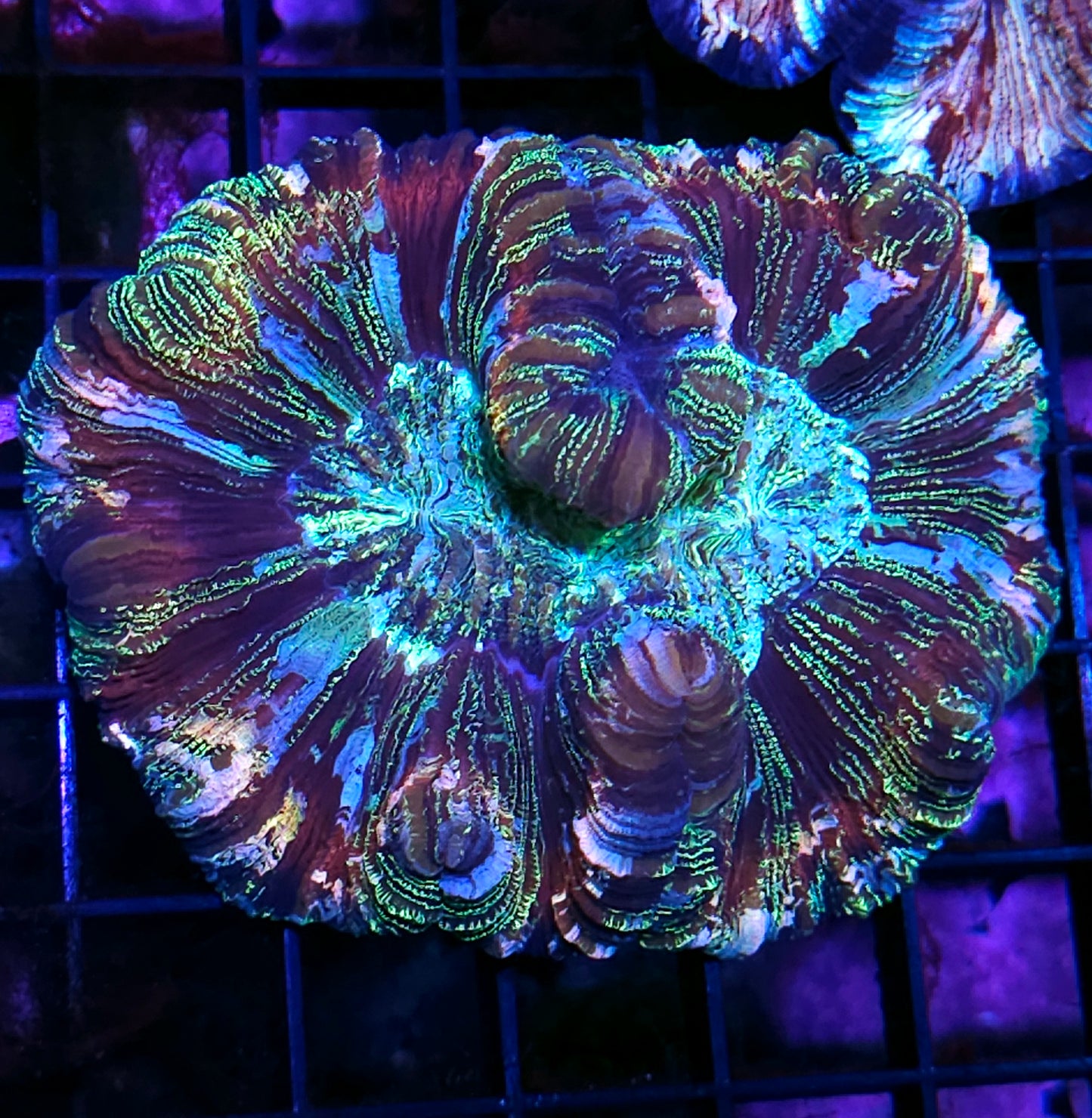 Premium Rainbow π Wellsophyllia