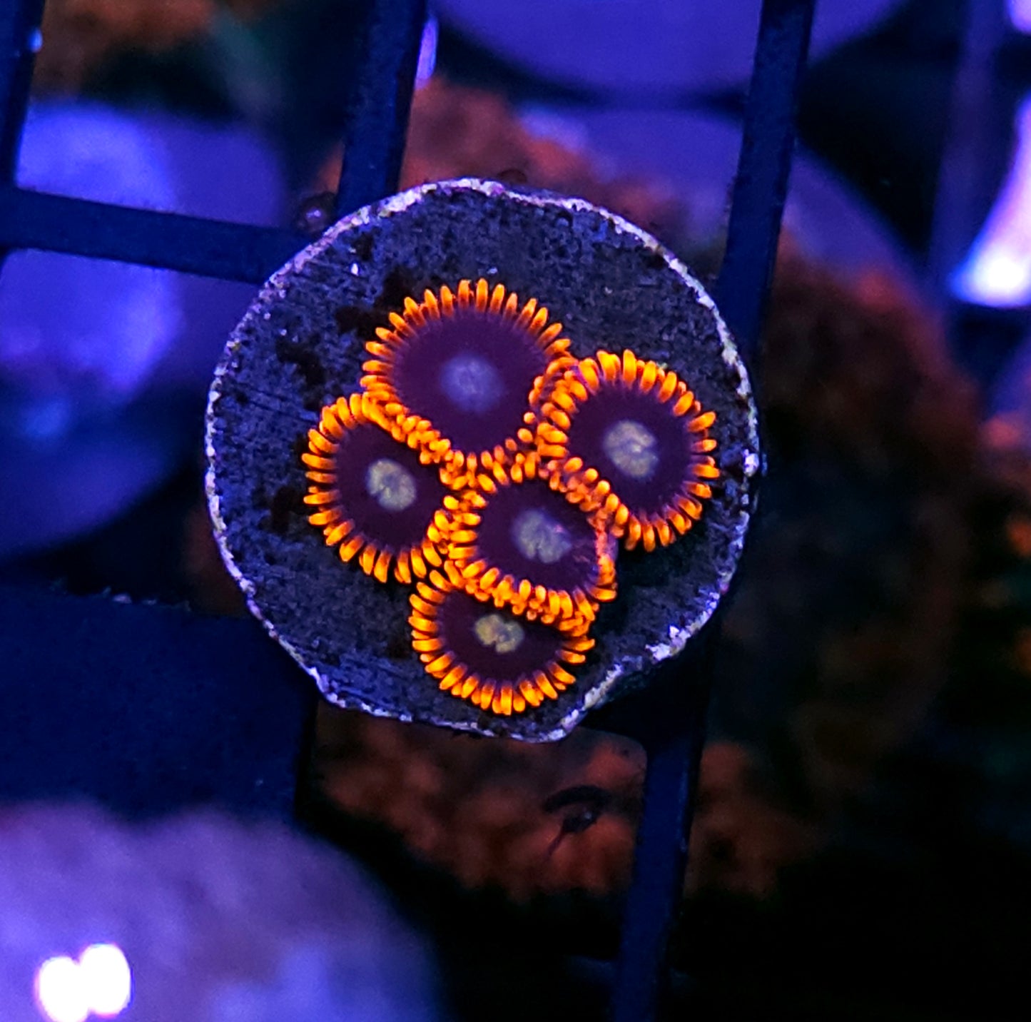 HF Angry Hornet Zoas