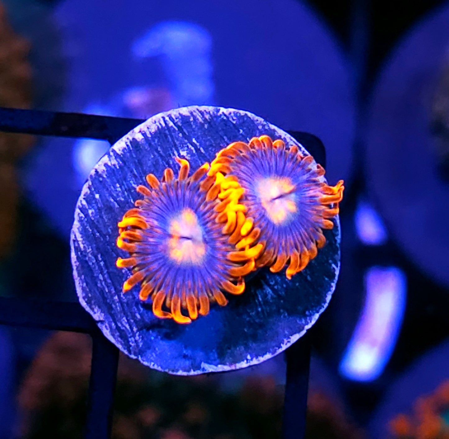 HF Blue Flame Zoas
