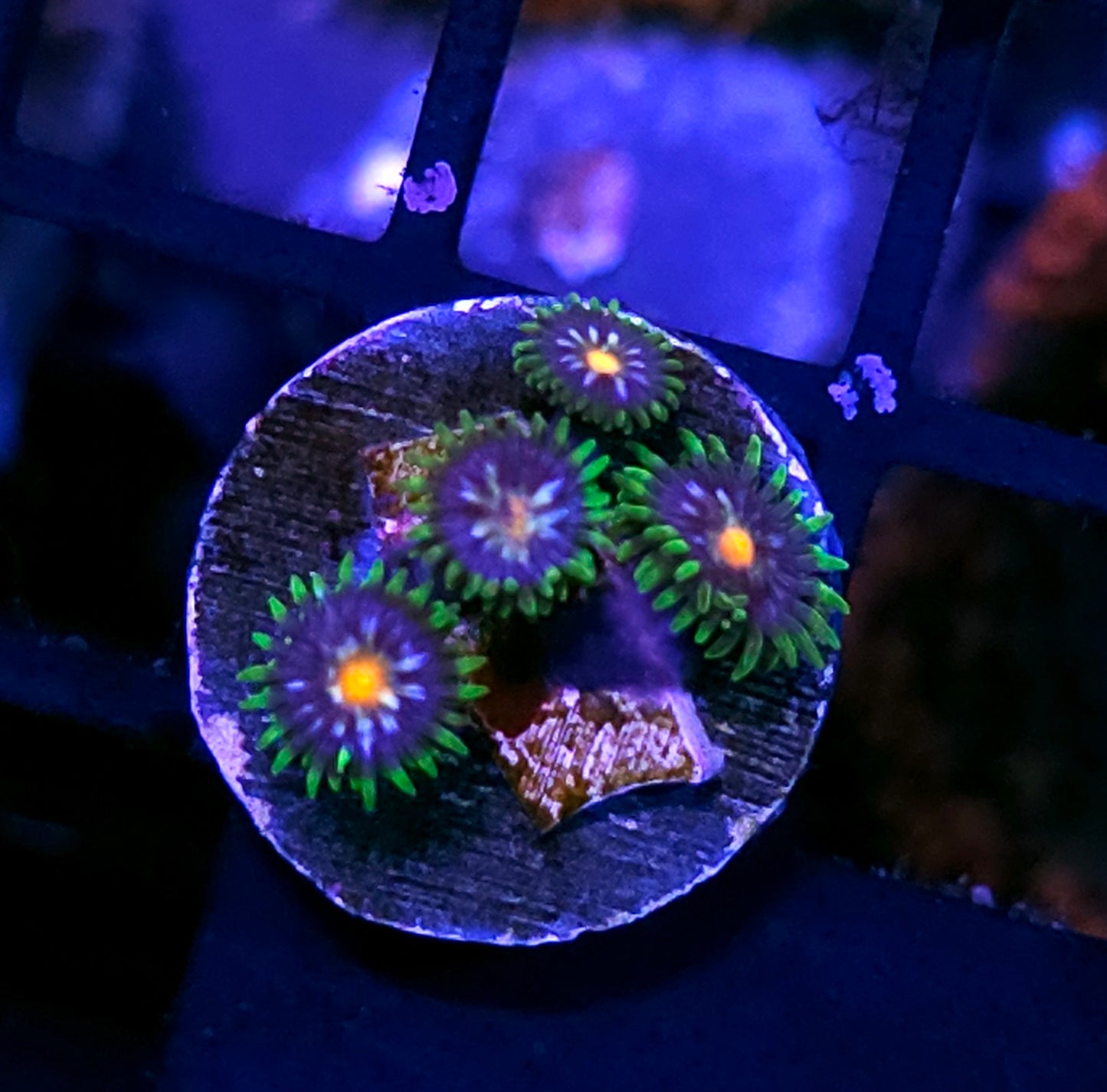 JF Stargazer Zoas