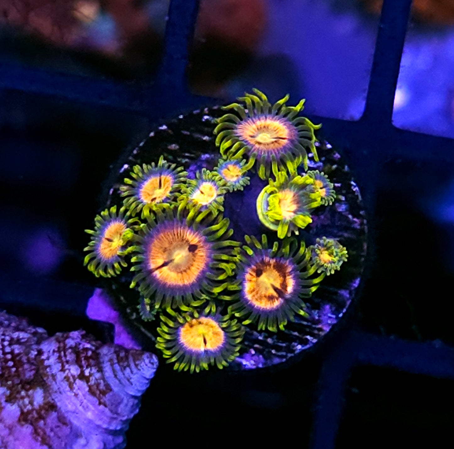 WWC Laser Lemon Zoas